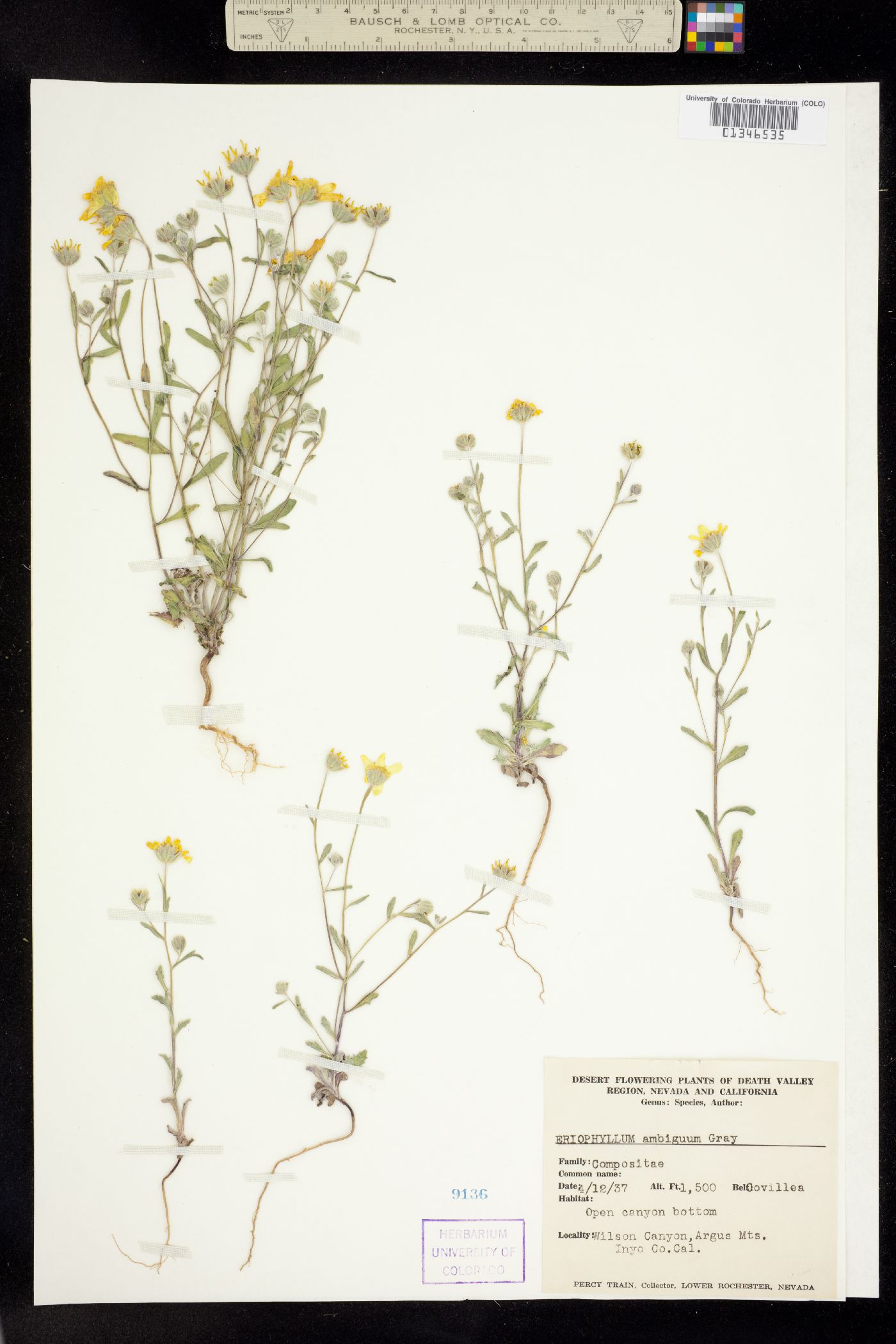 Eriophyllum ambiguum image