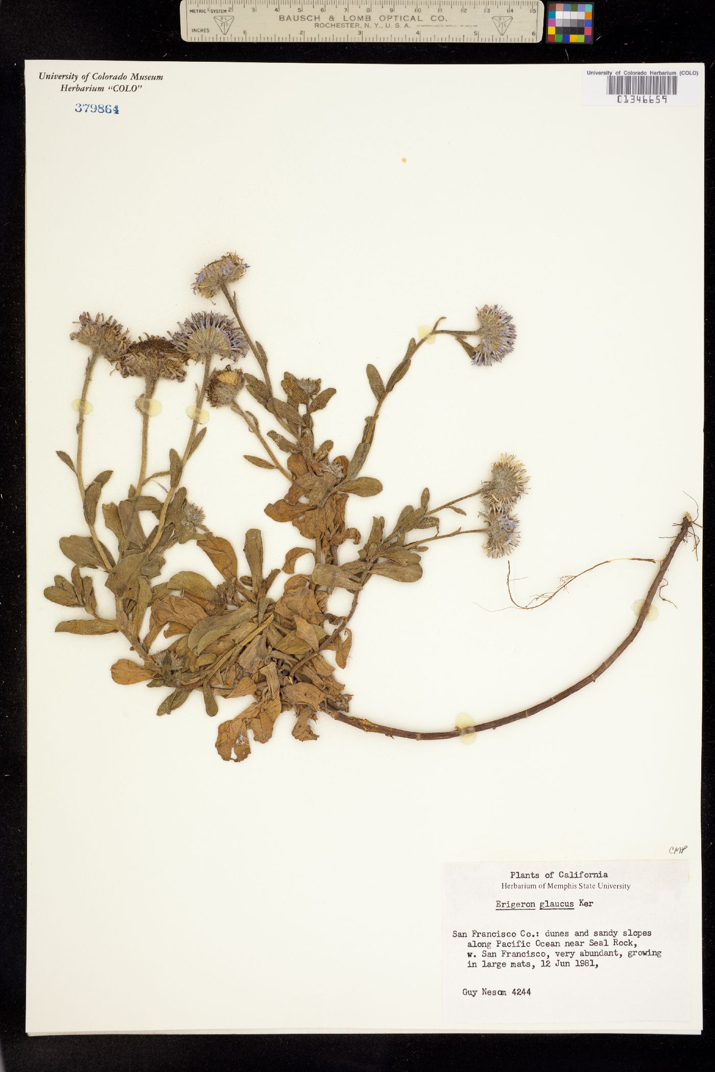 Erigeron glaucus image