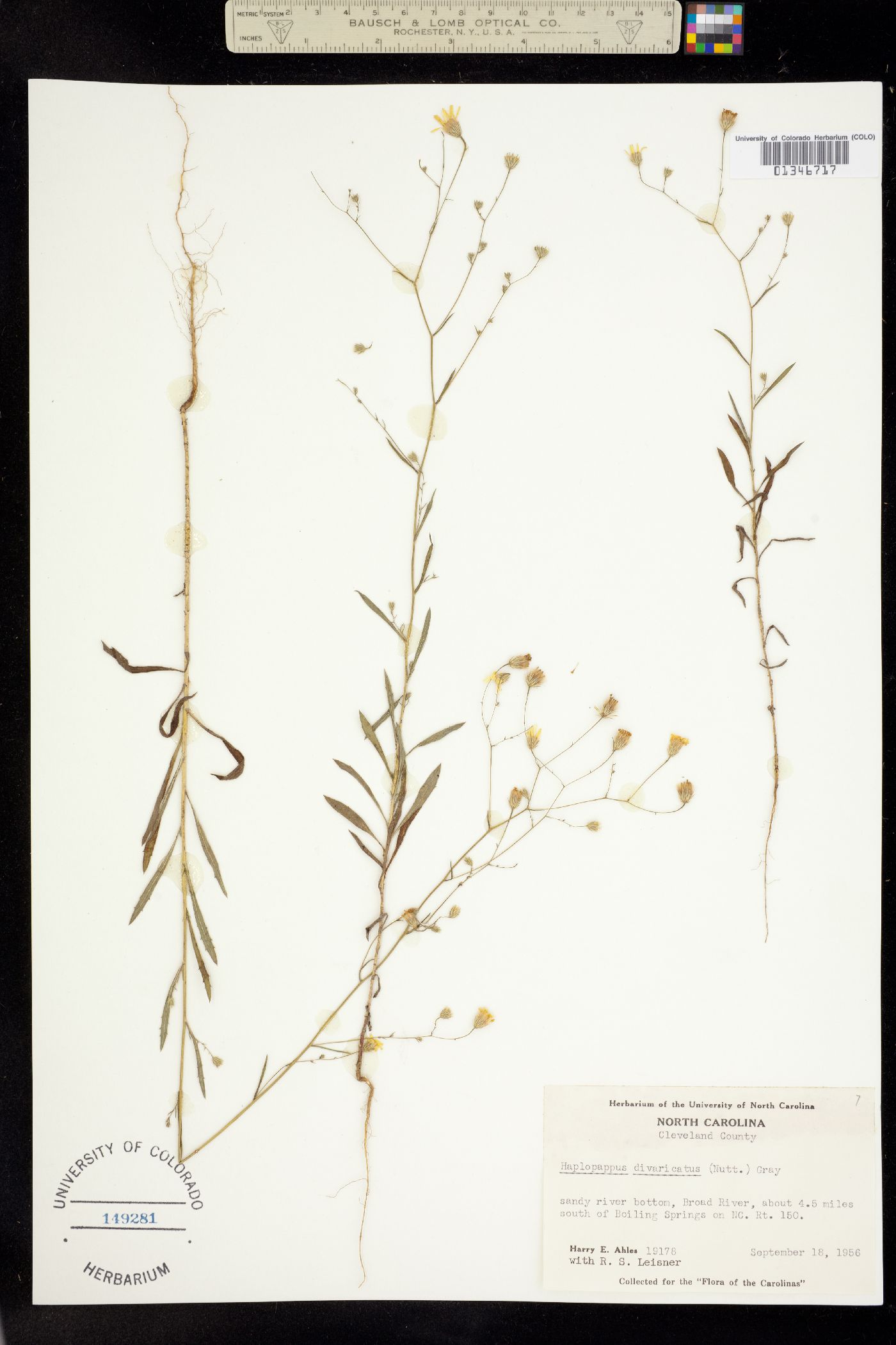 Croptilon divaricatum image