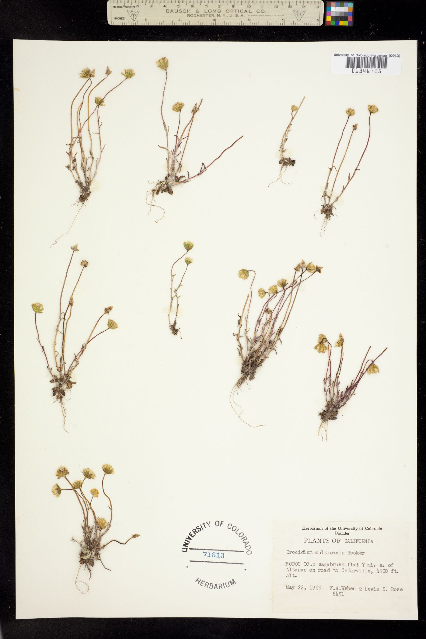 Crocidium image