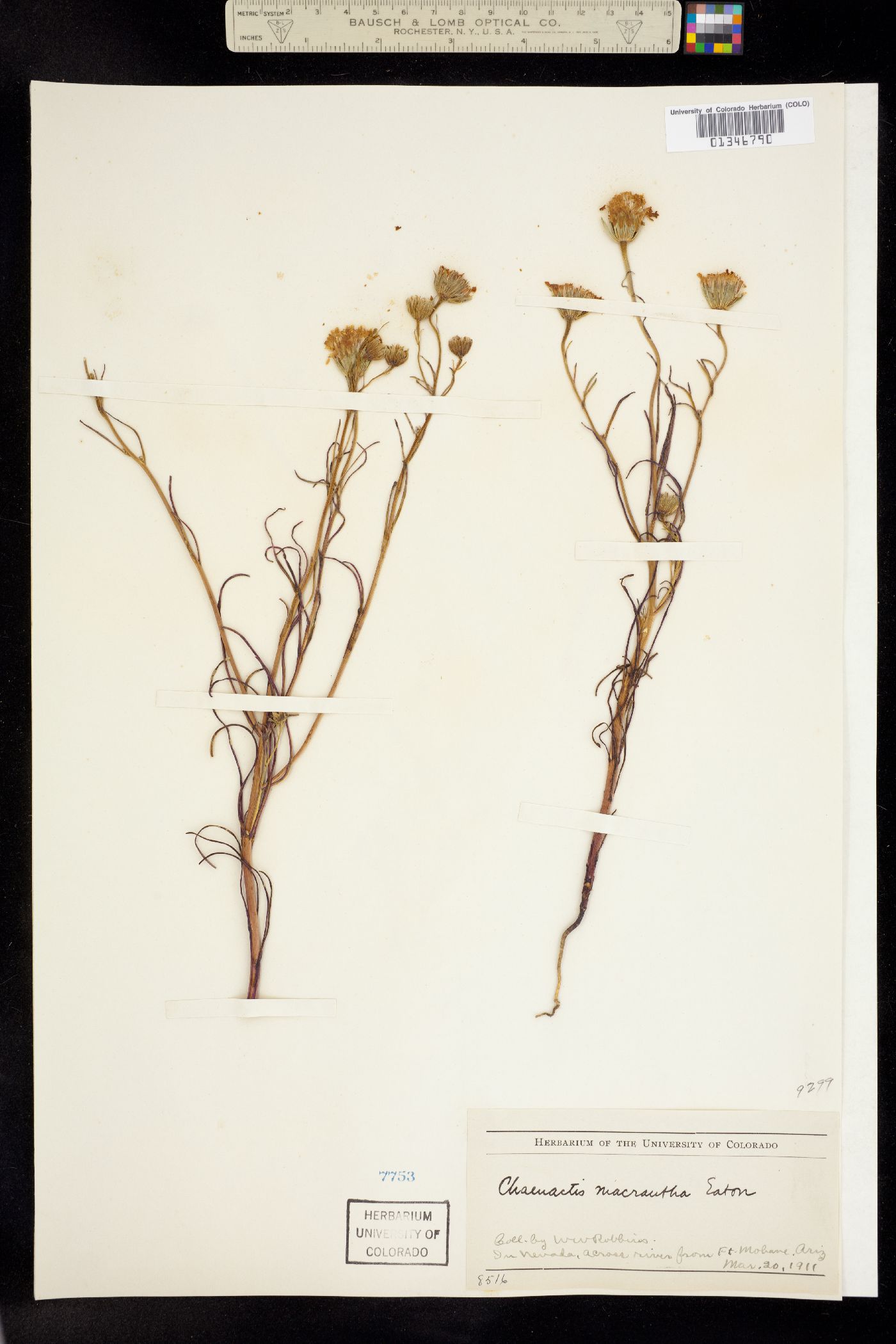 Chaenactis macrantha image