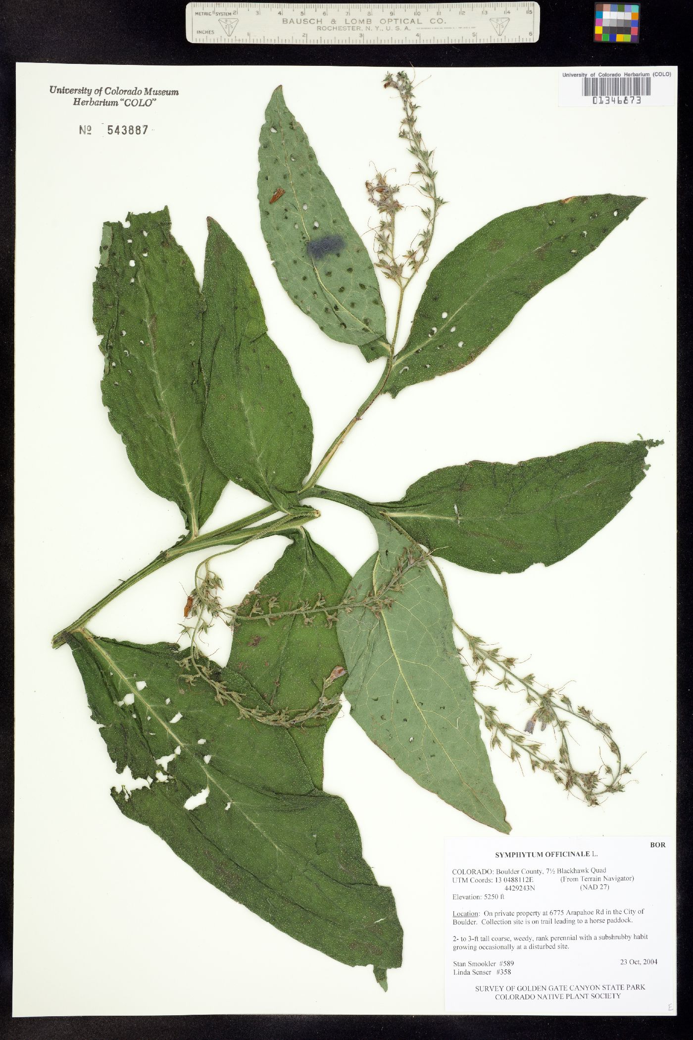 Symphytum officinale image