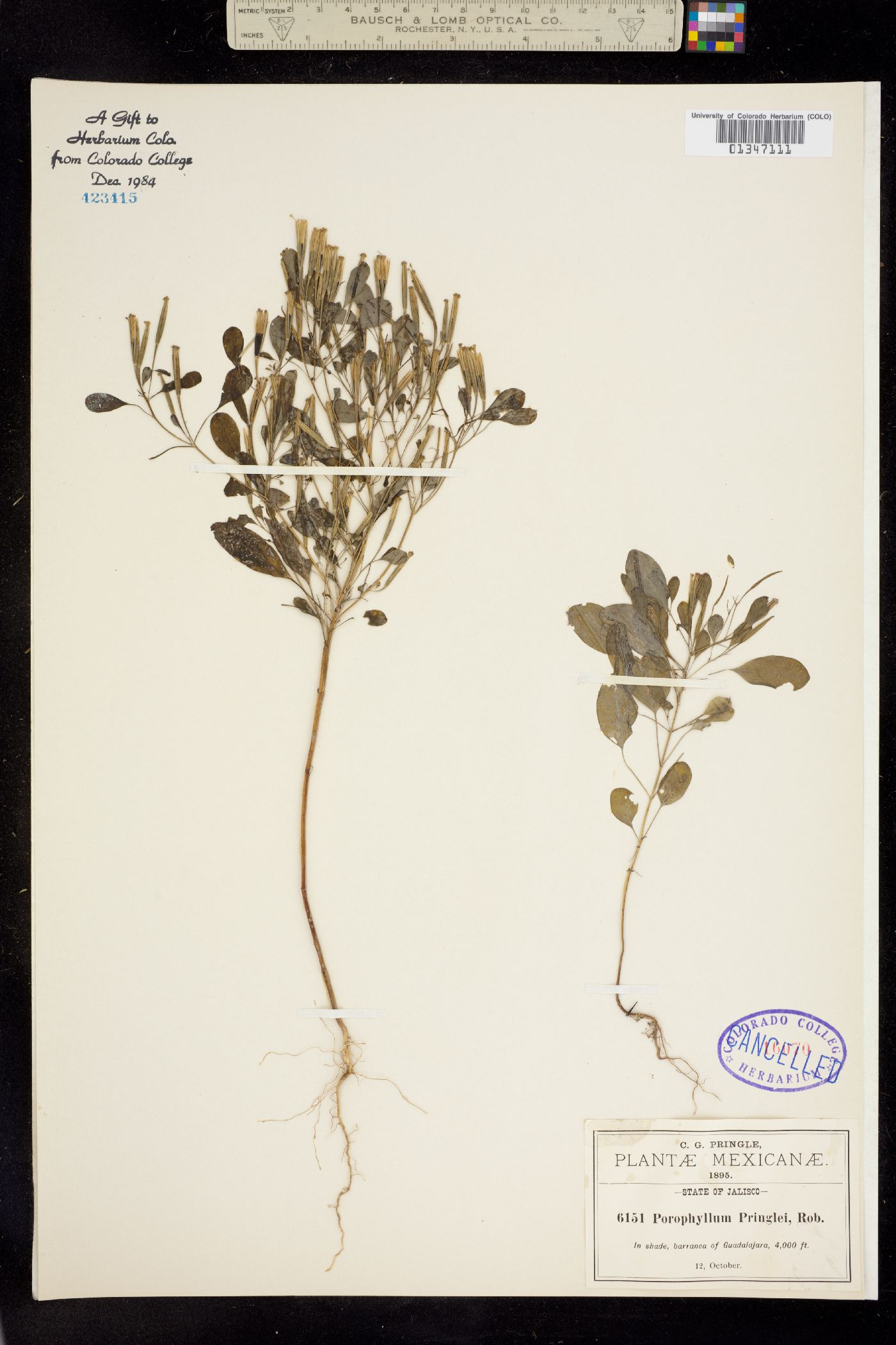Porophyllum pringlei image