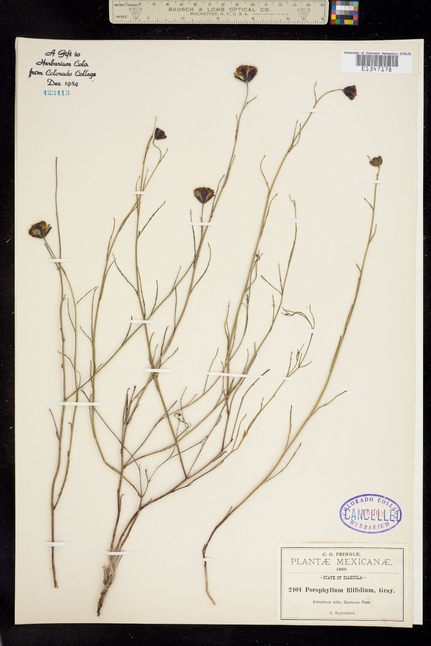 Porophyllum filifolium image