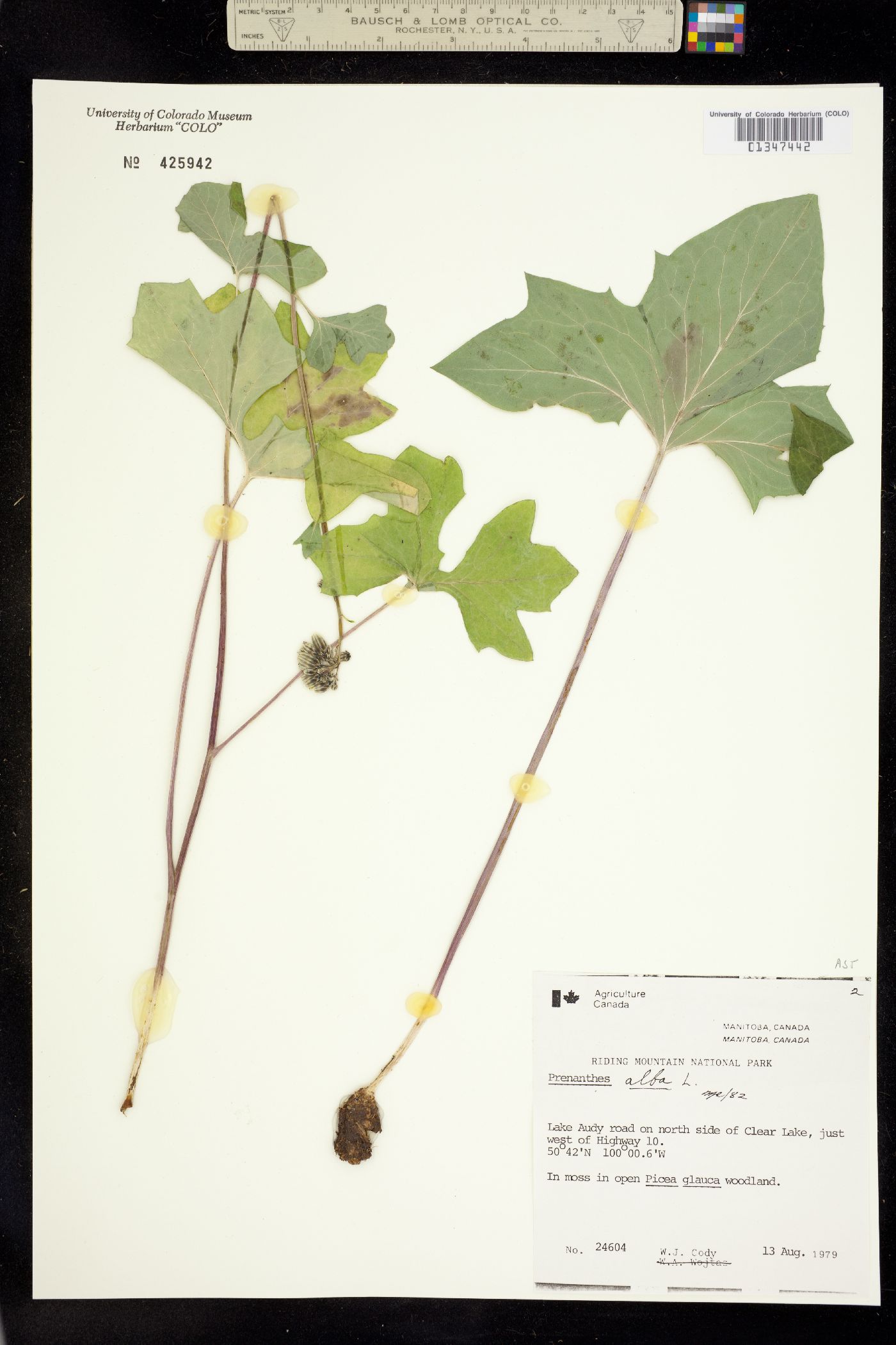 Prenanthes alba image