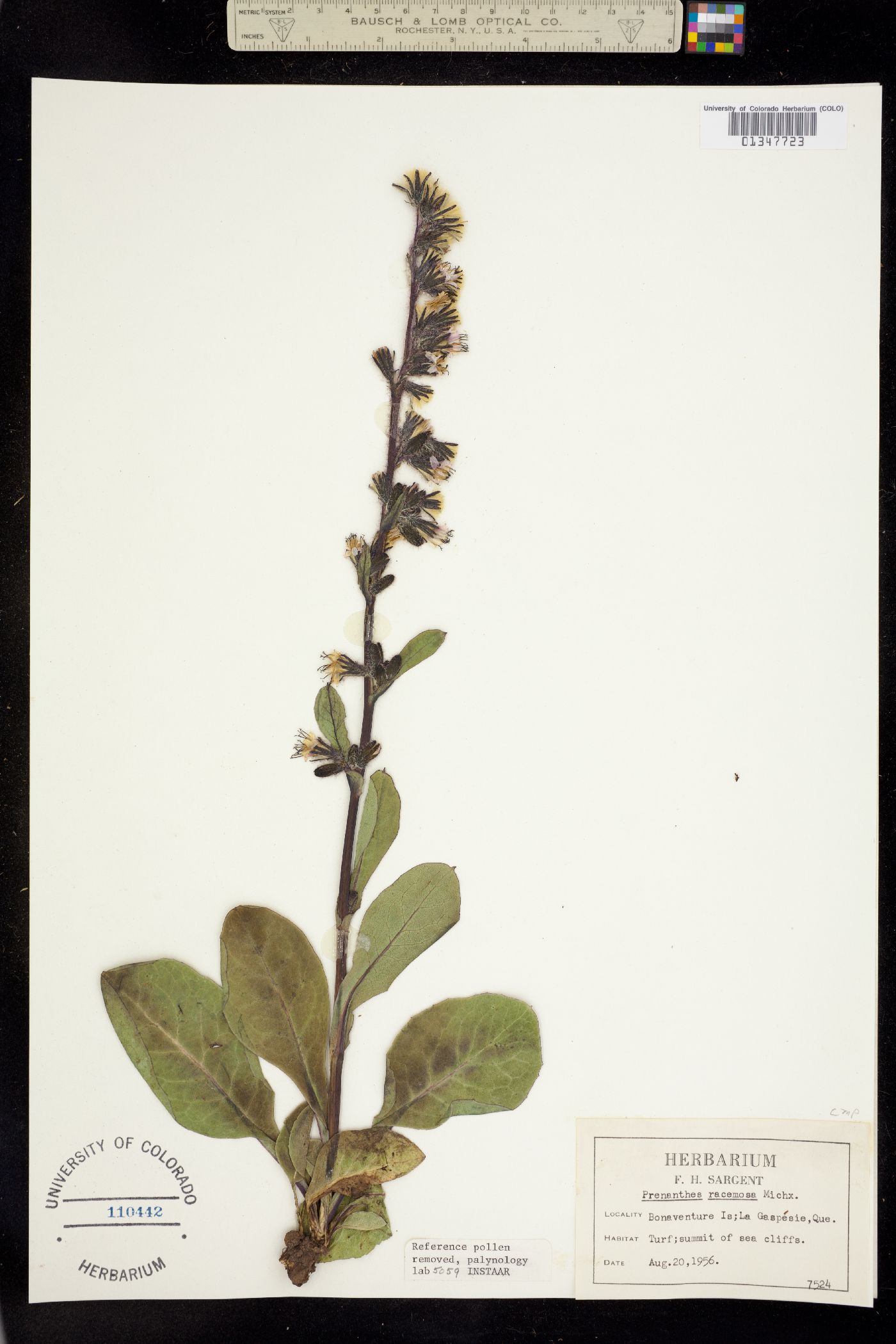 Prenanthes racemosa image