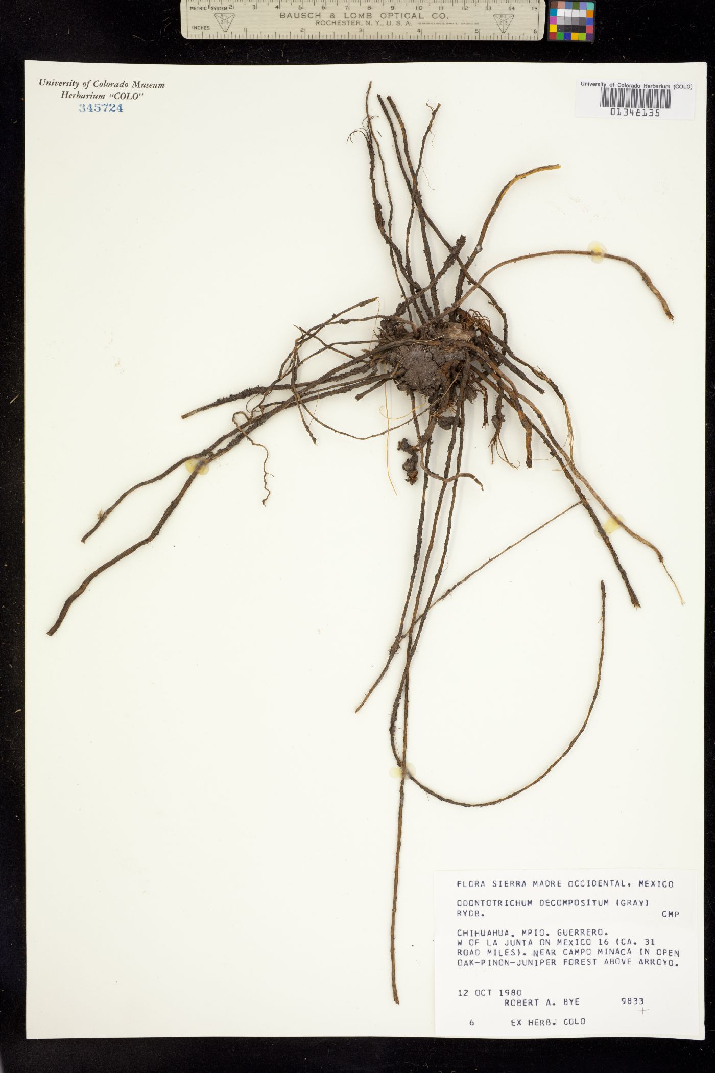 Psacalium decompositum image