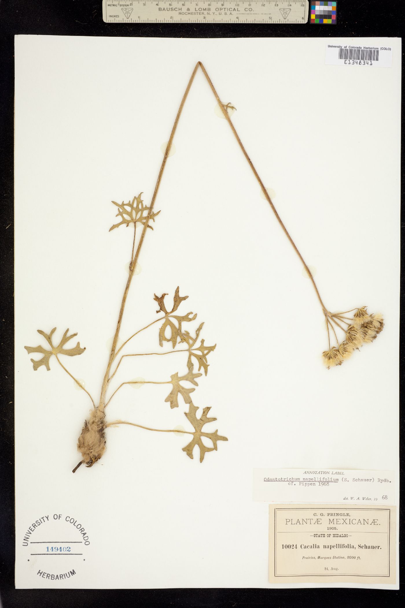 Psacalium napellifolium image