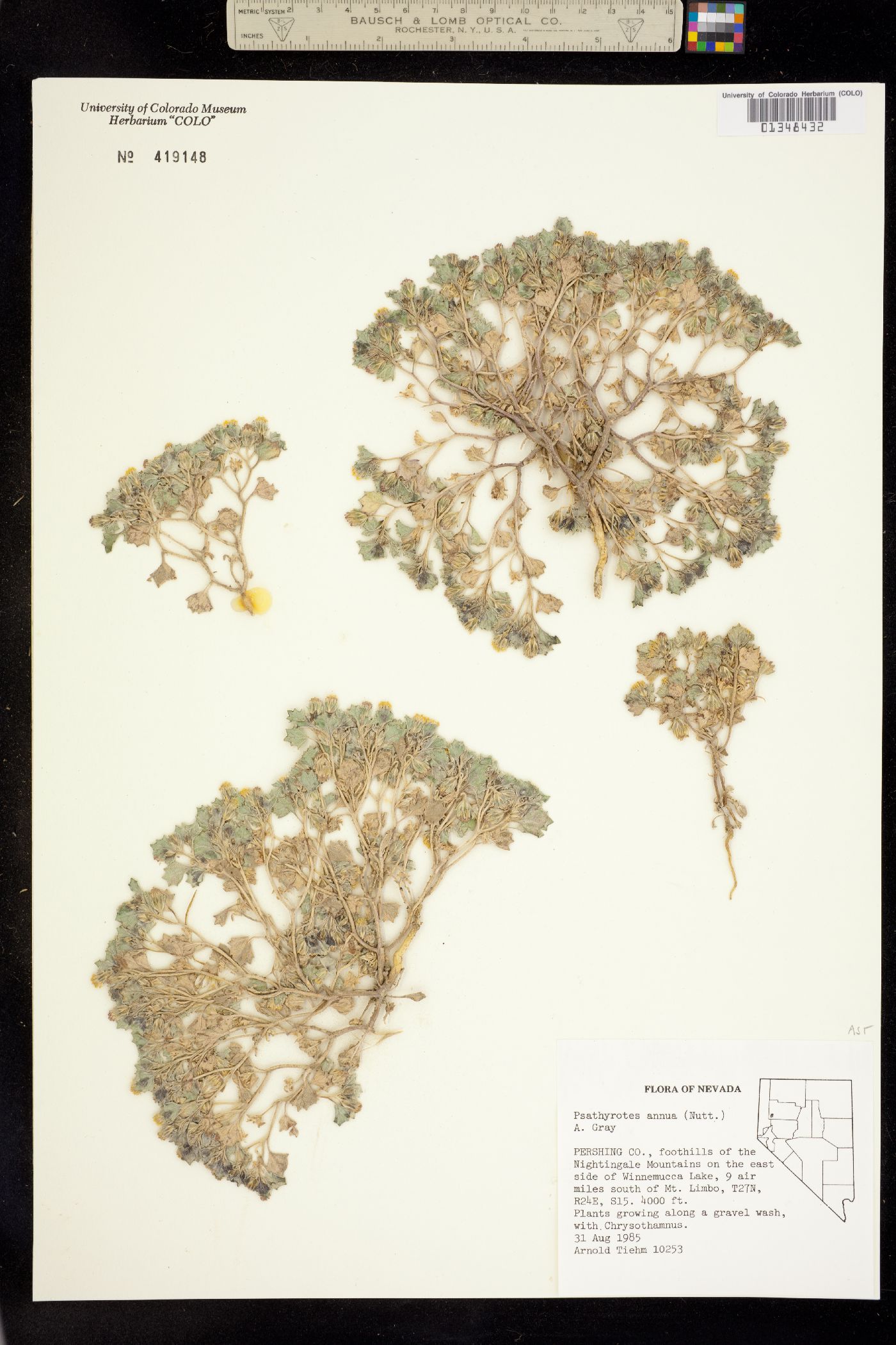 Psathyrotes annua image
