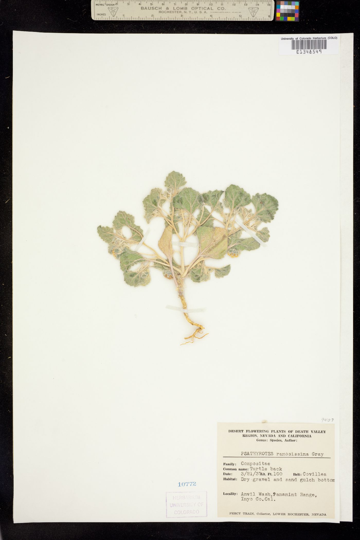 Psathyrotes ramosissima image