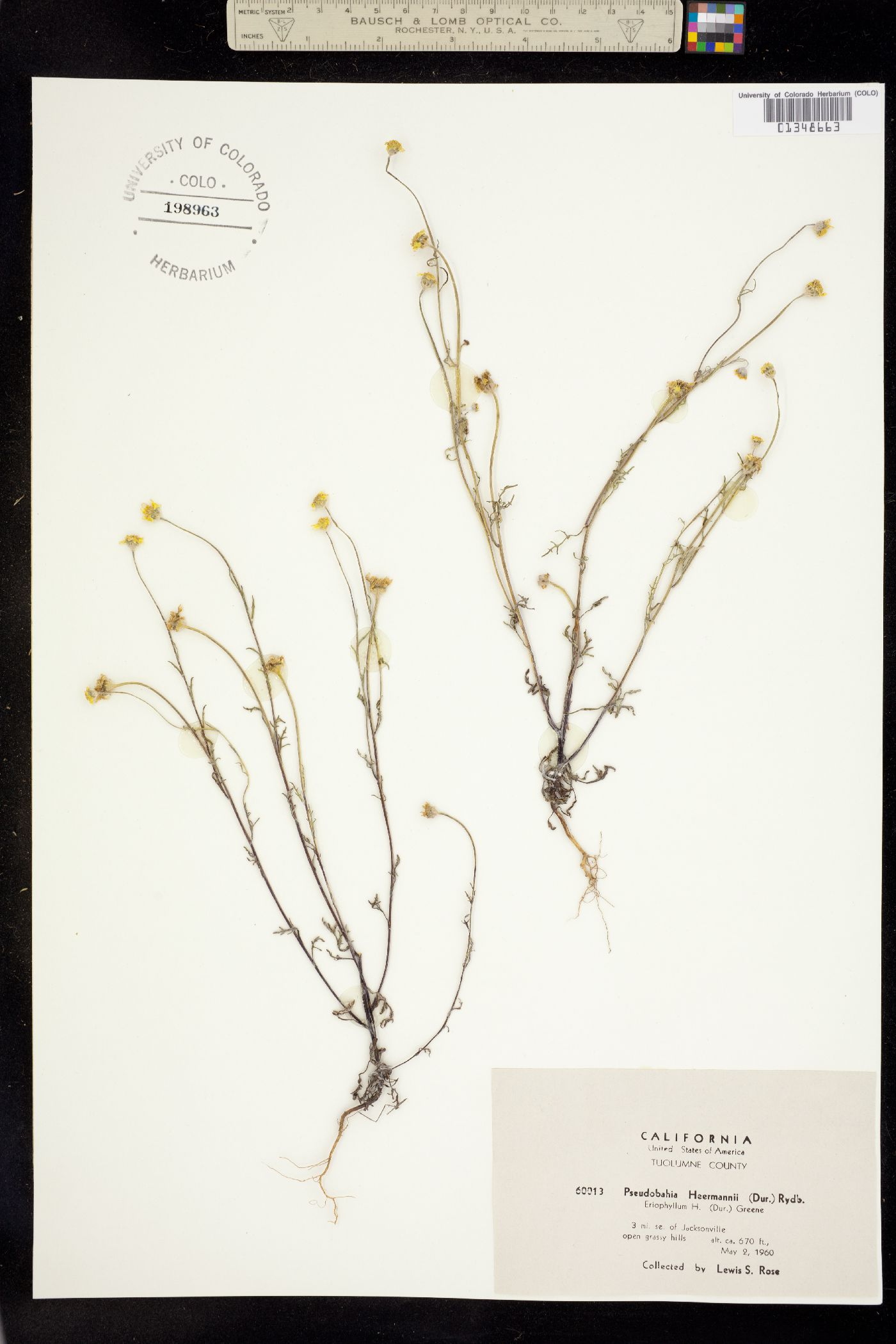 Pseudobahia heermannii image