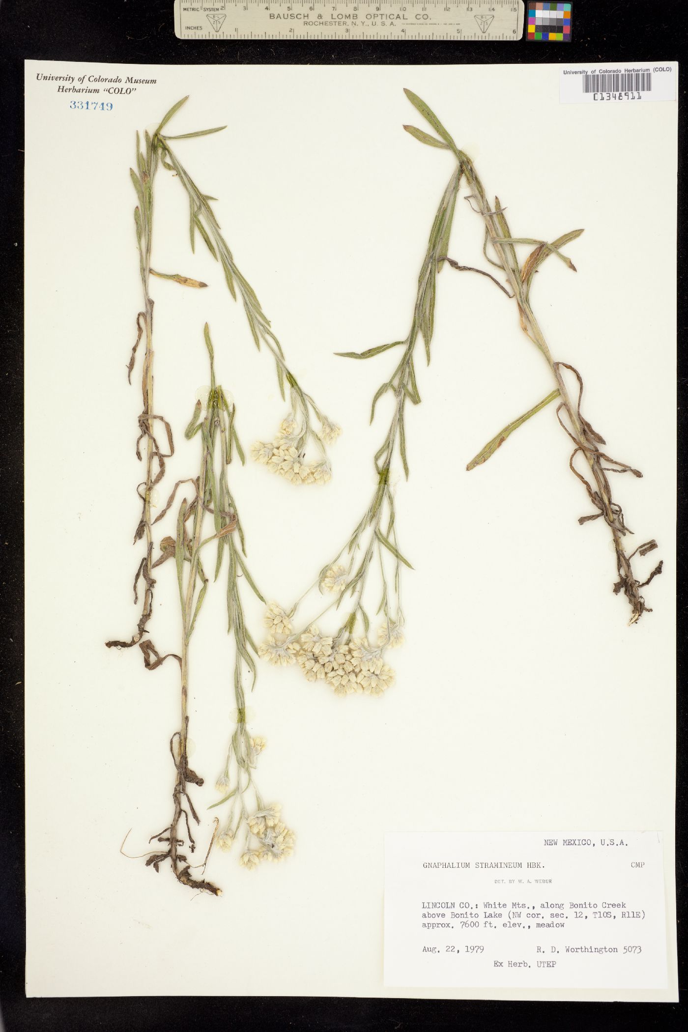 Pseudognaphalium stramineum image