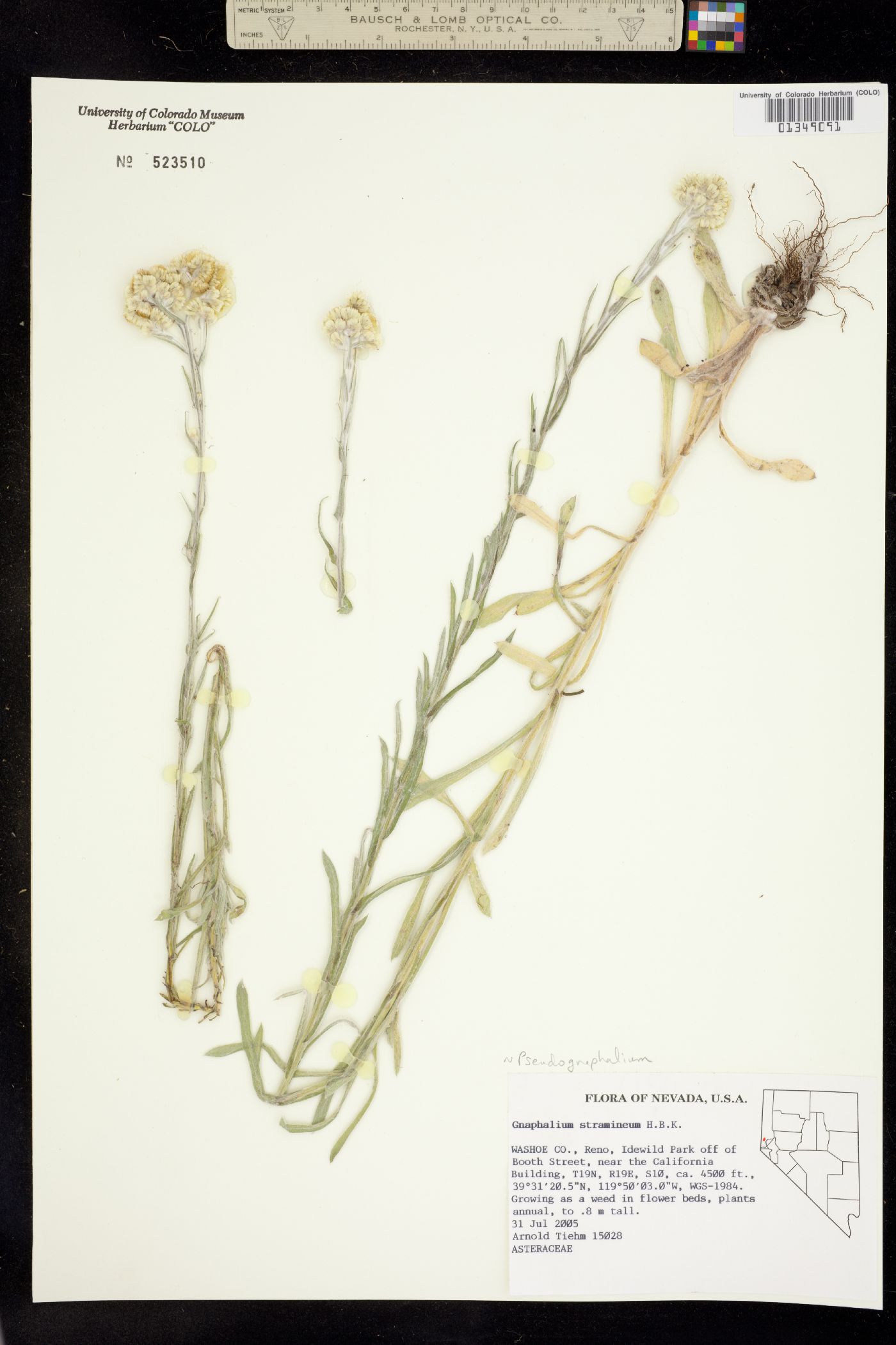 Pseudognaphalium stramineum image