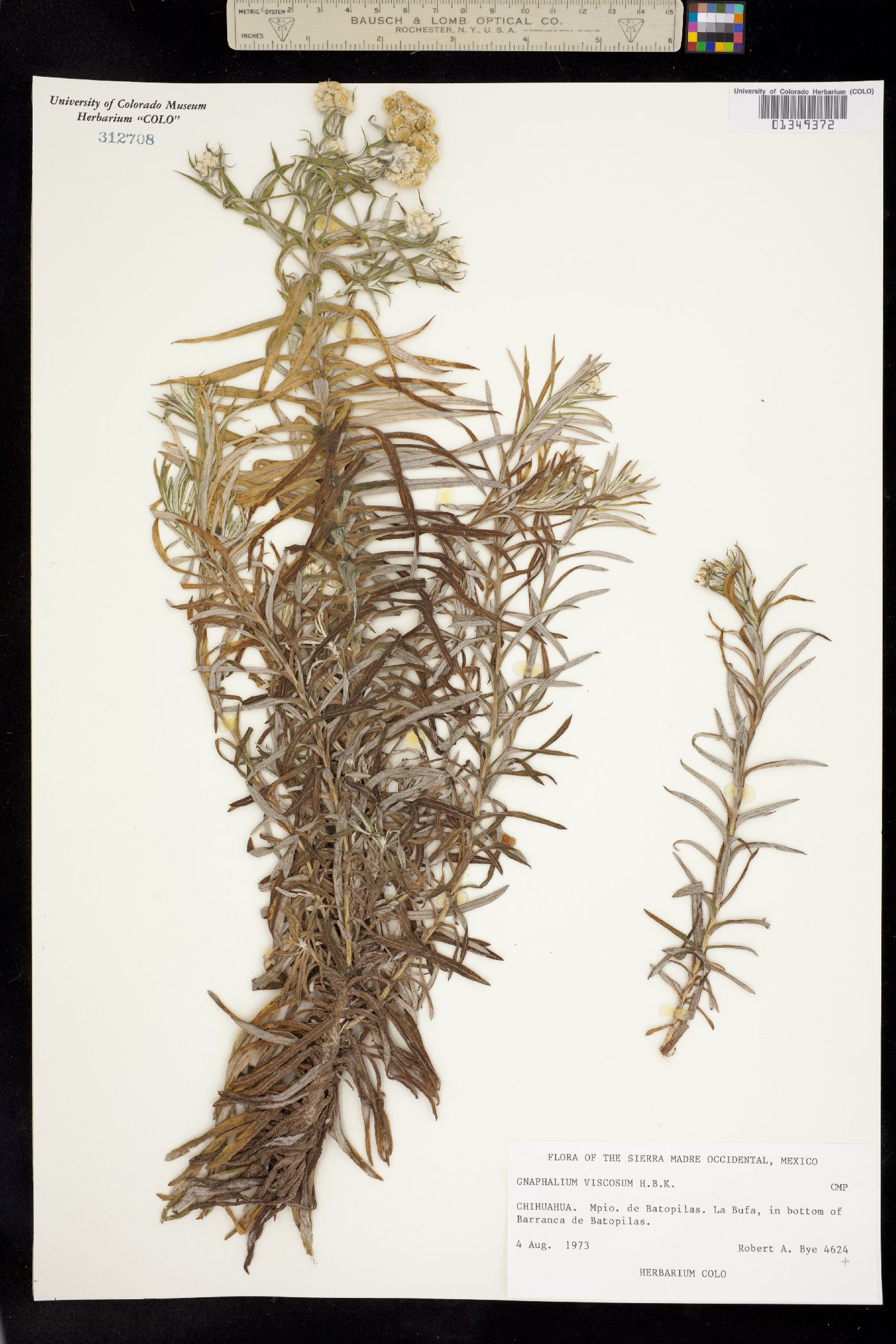 Pseudognaphalium viscosum image