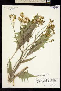 Crepis acuminata subsp. acuminata image