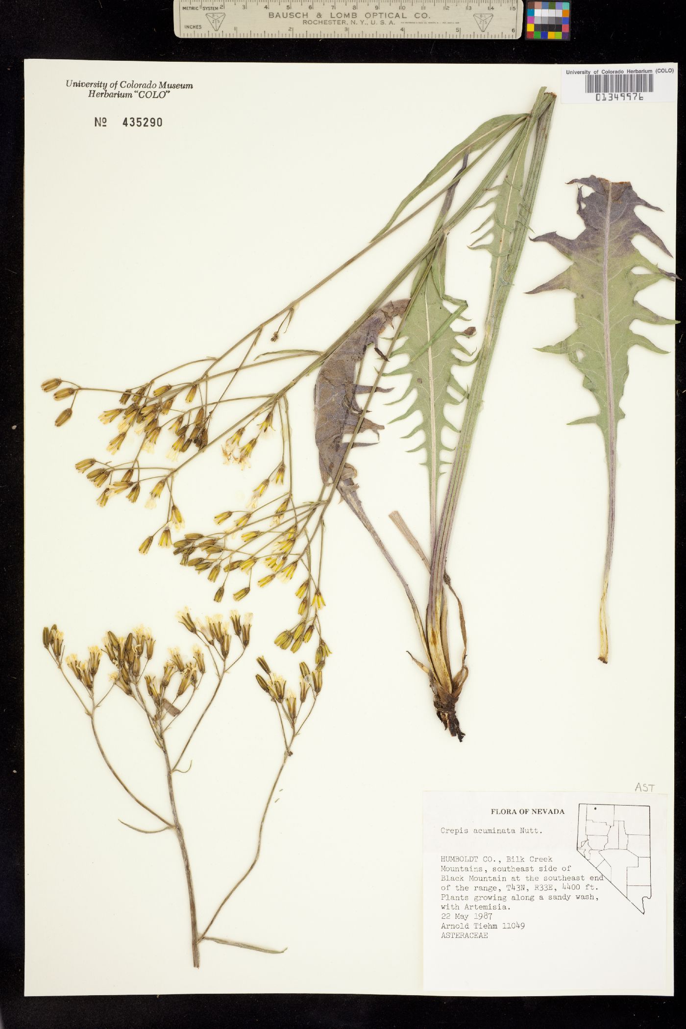Crepis acuminata subsp. acuminata image