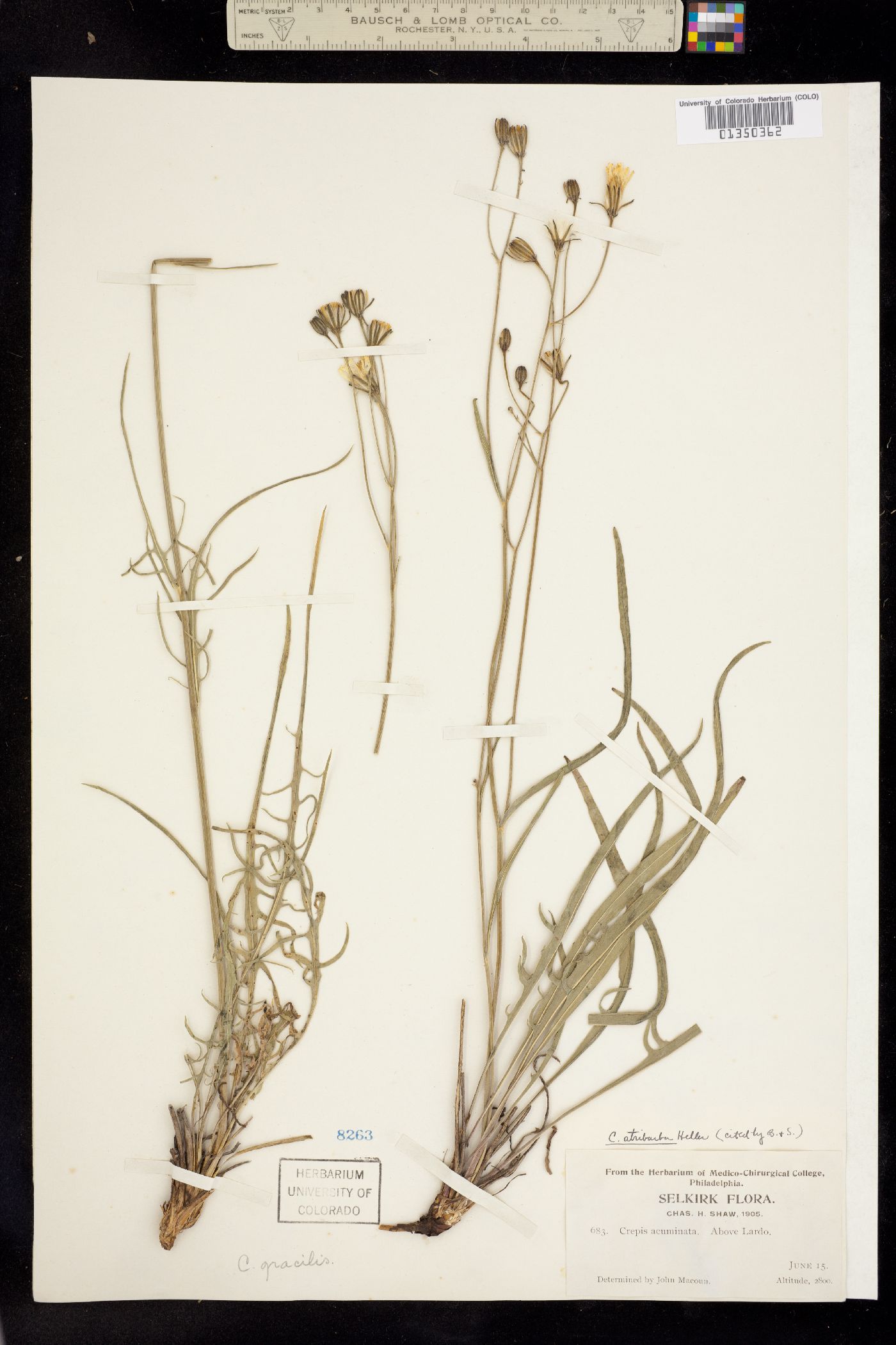 Crepis atribarba image