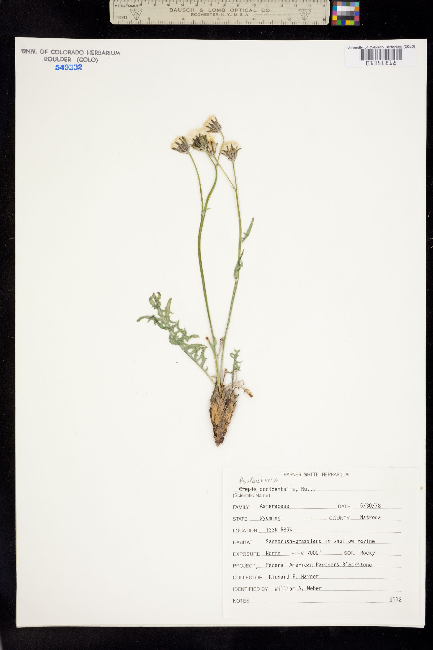 Crepis occidentalis subsp. occidentalis image