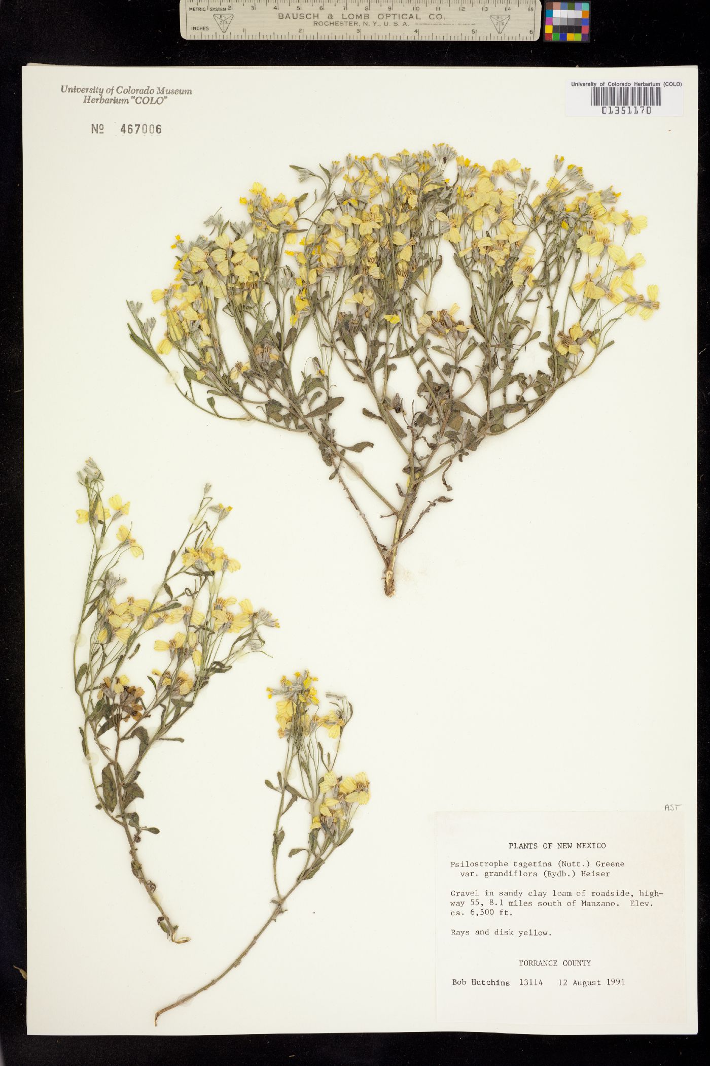 Psilostrophe tagetina image