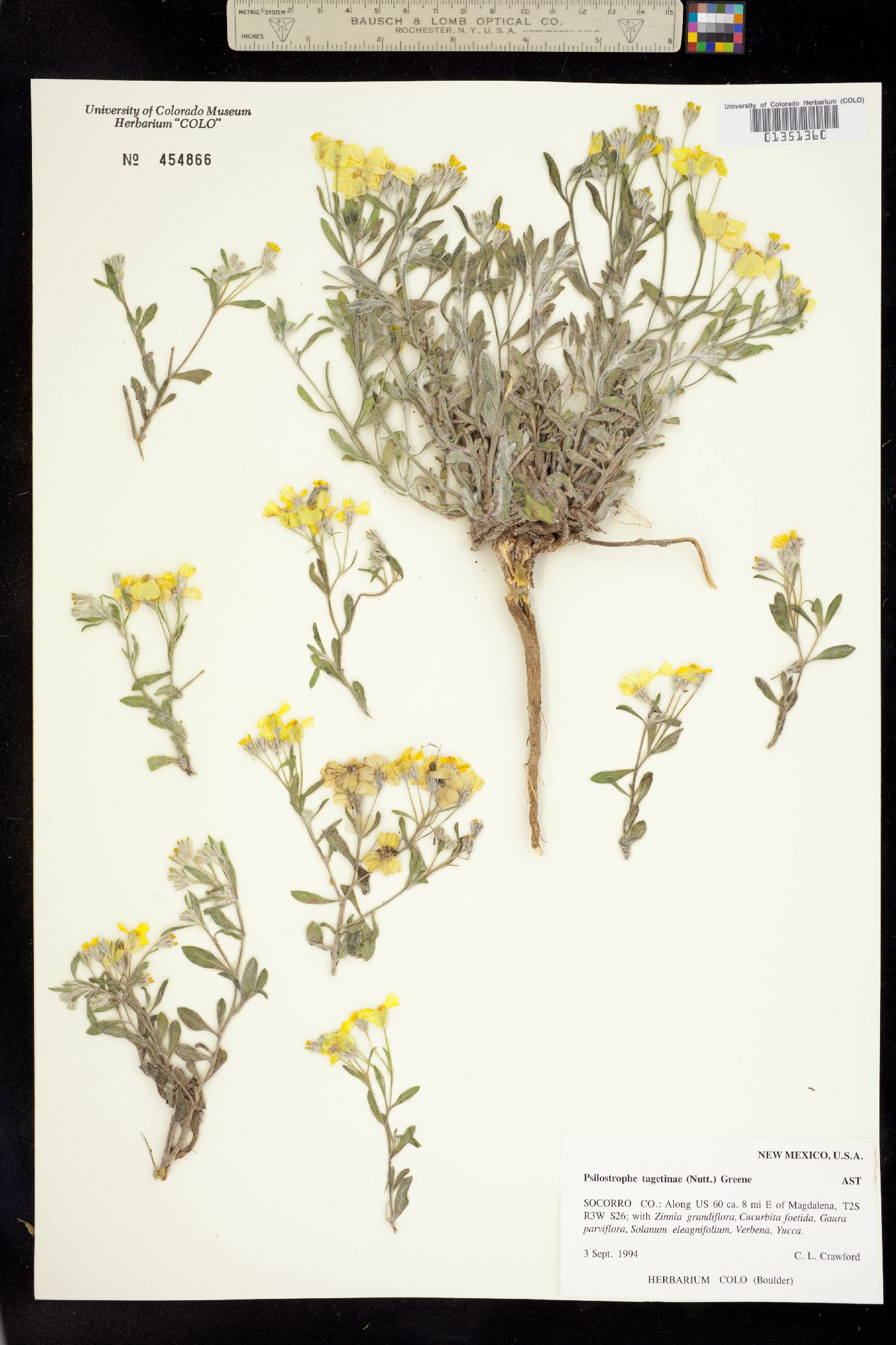 Psilostrophe tagetina image