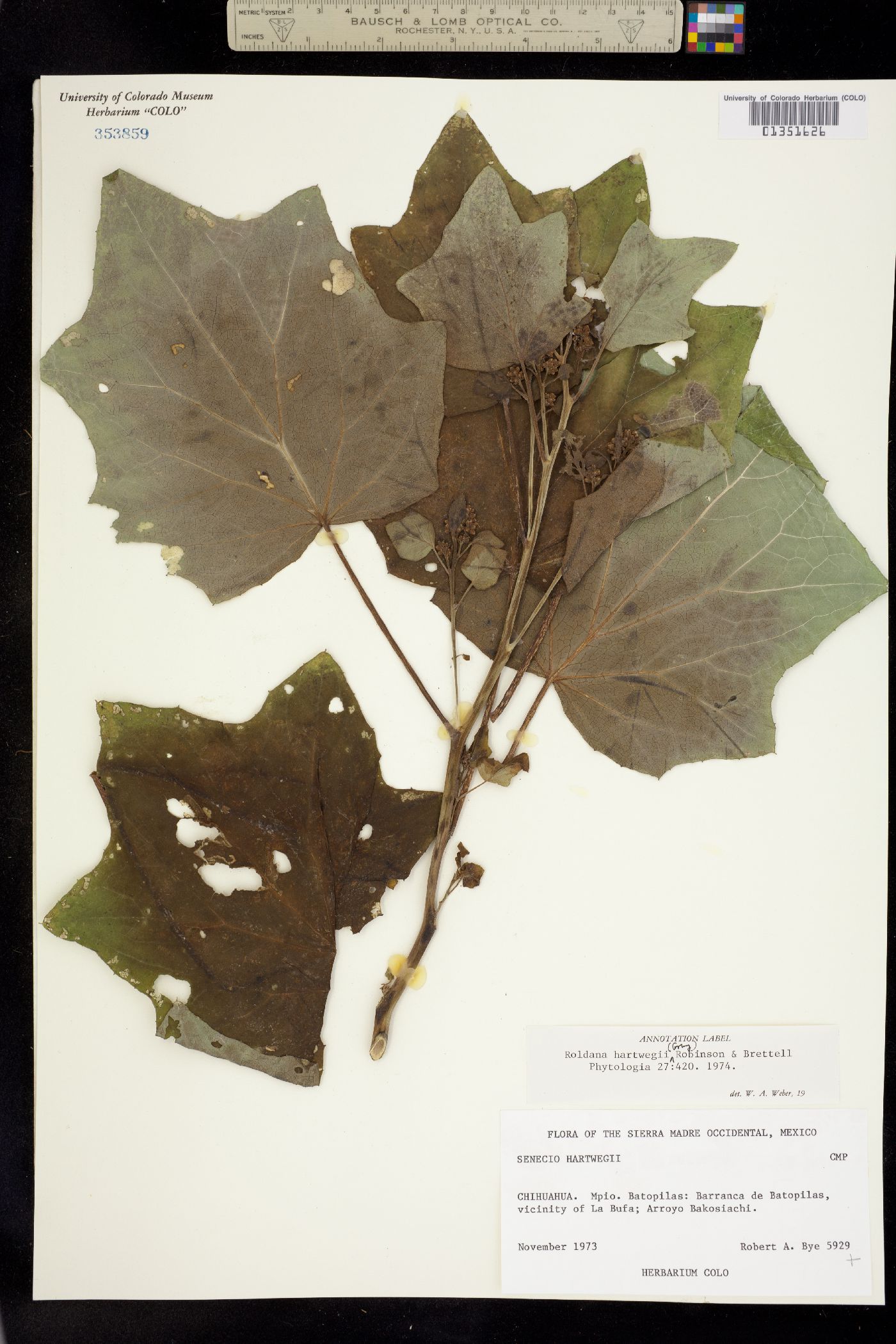 Roldana hartwegii image