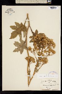 Image of Roldana heracleifolia