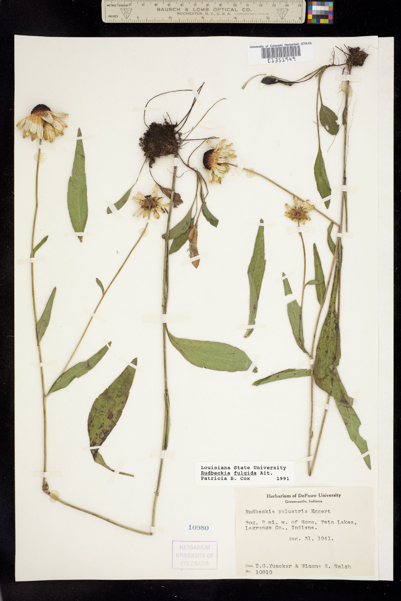 Rudbeckia fulgida image