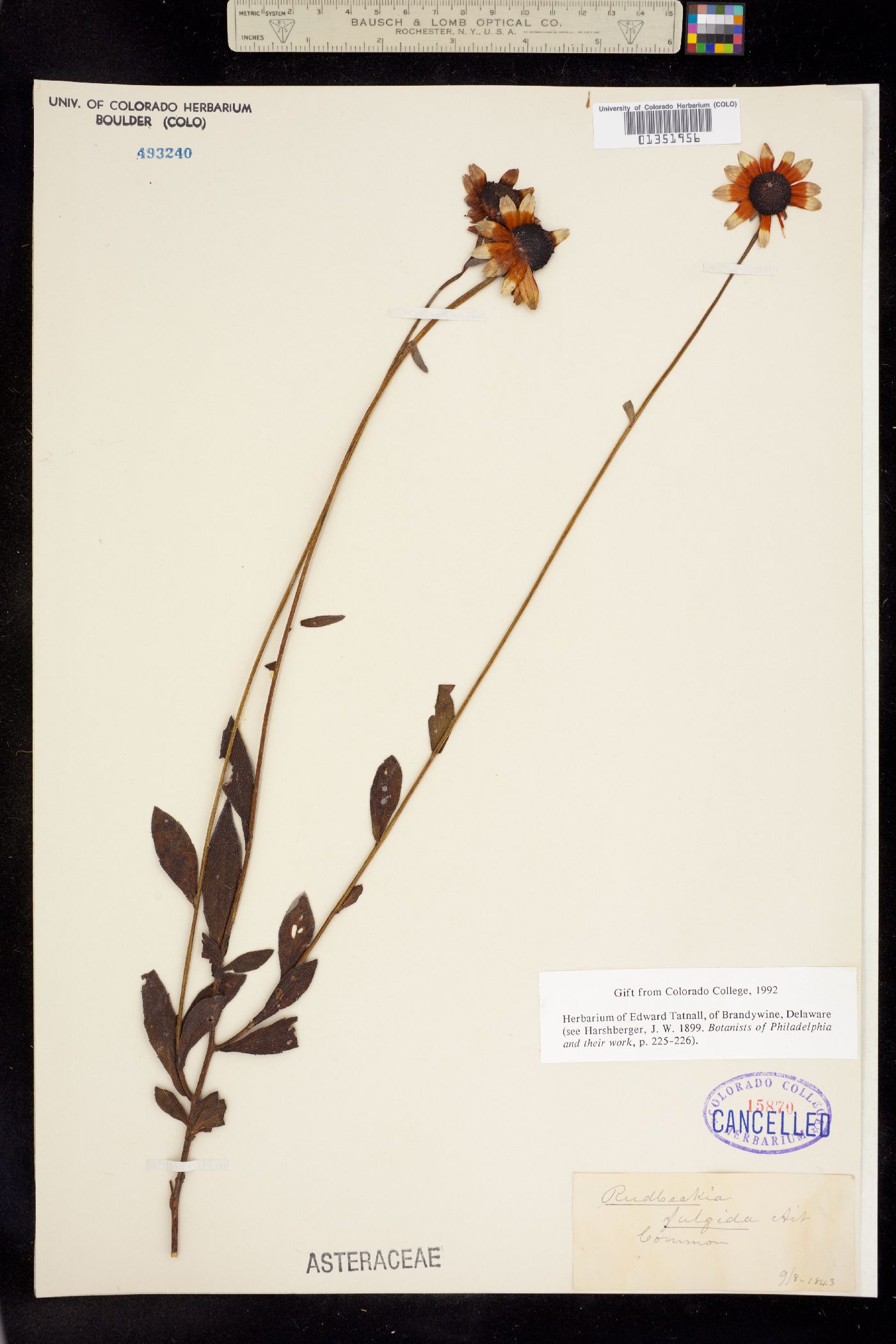 Rudbeckia fulgida image