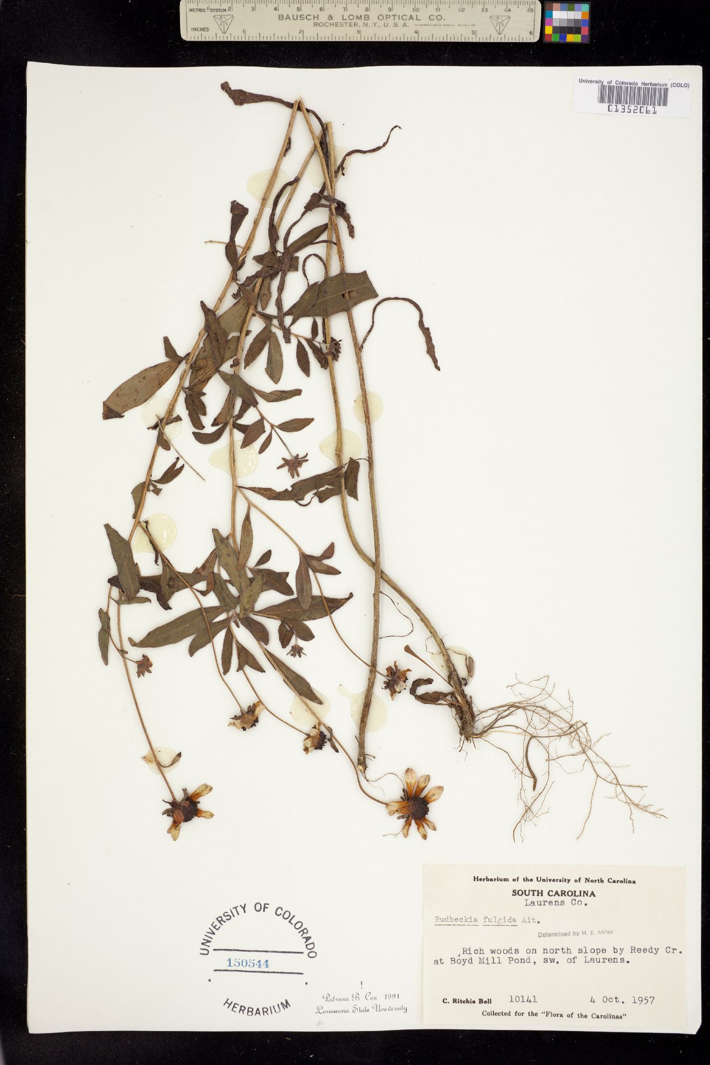 Rudbeckia fulgida image