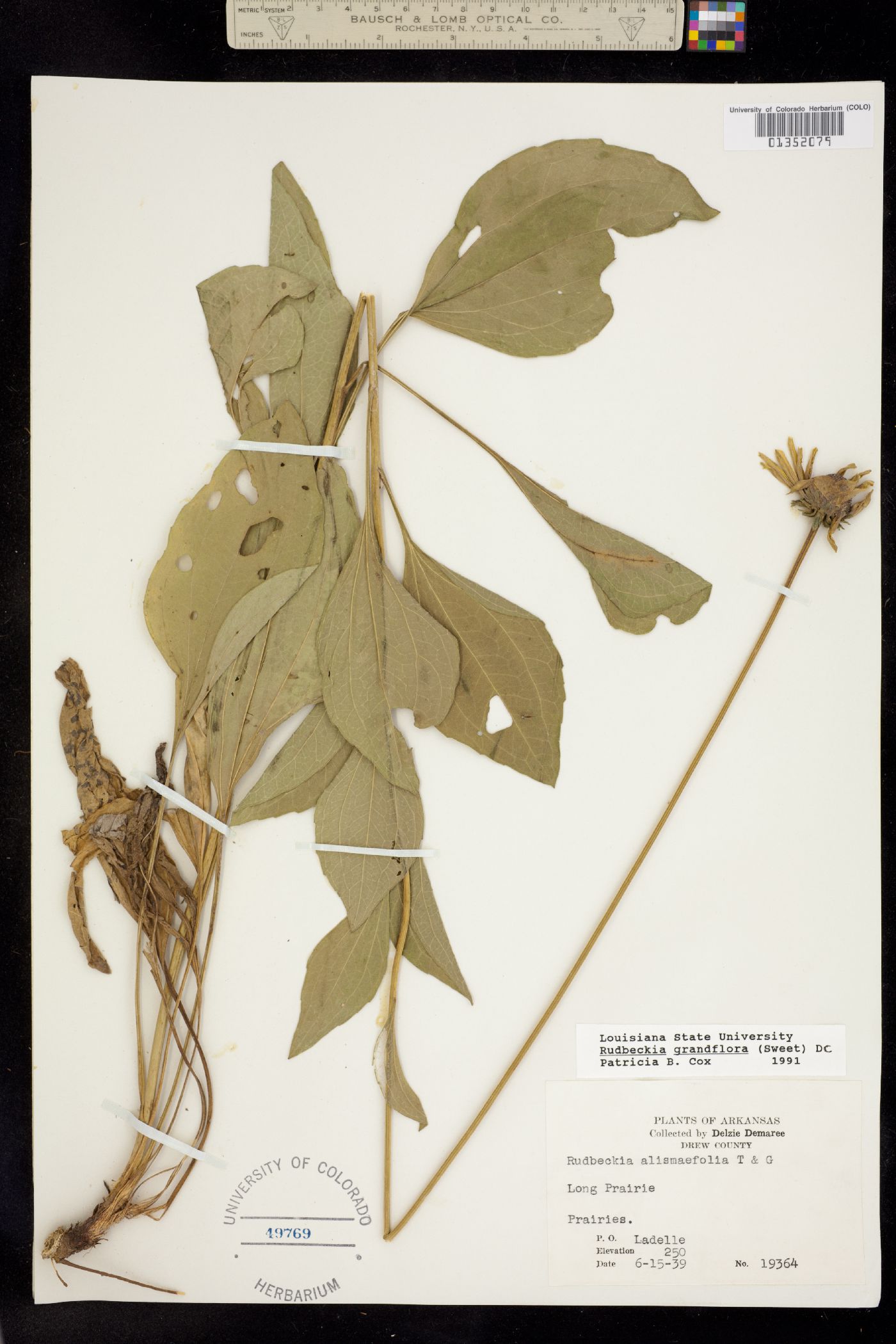 Rudbeckia grandiflora image