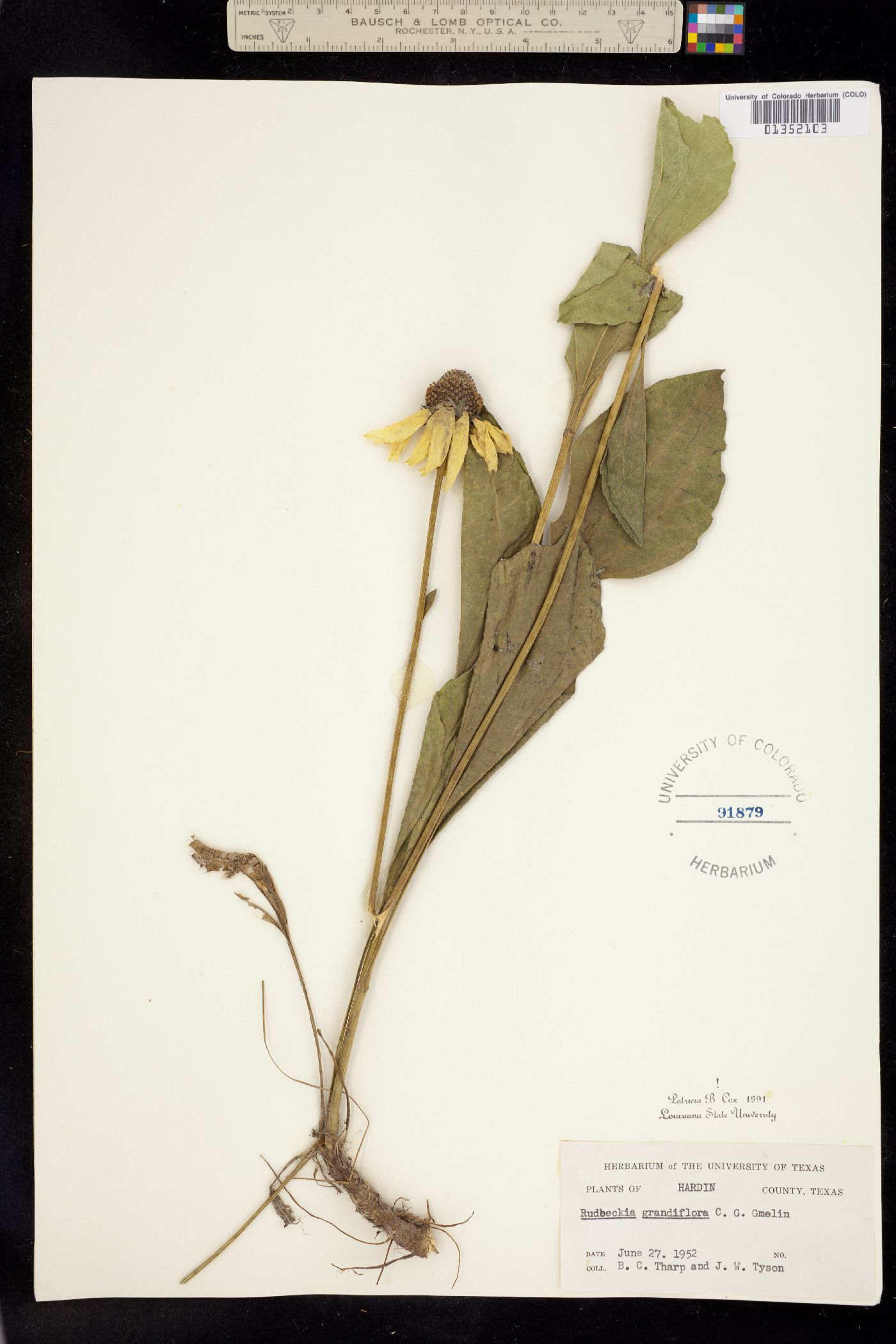 Rudbeckia grandiflora image