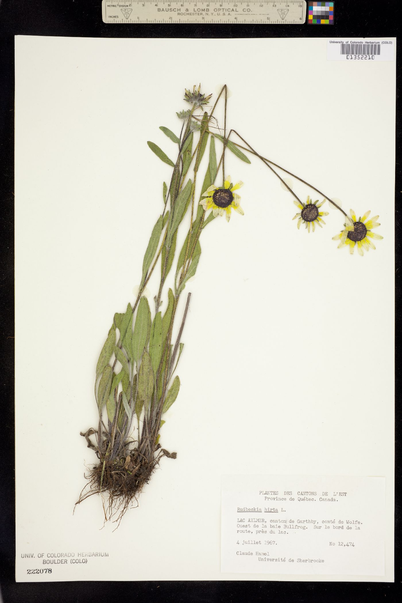 Rudbeckia image