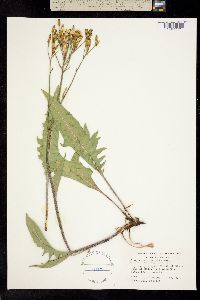 Psilochenia occidentalis image