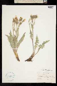 Crepis occidentalis subsp. occidentalis image