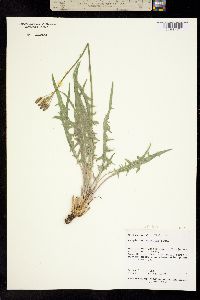 Crepis occidentalis subsp. occidentalis image