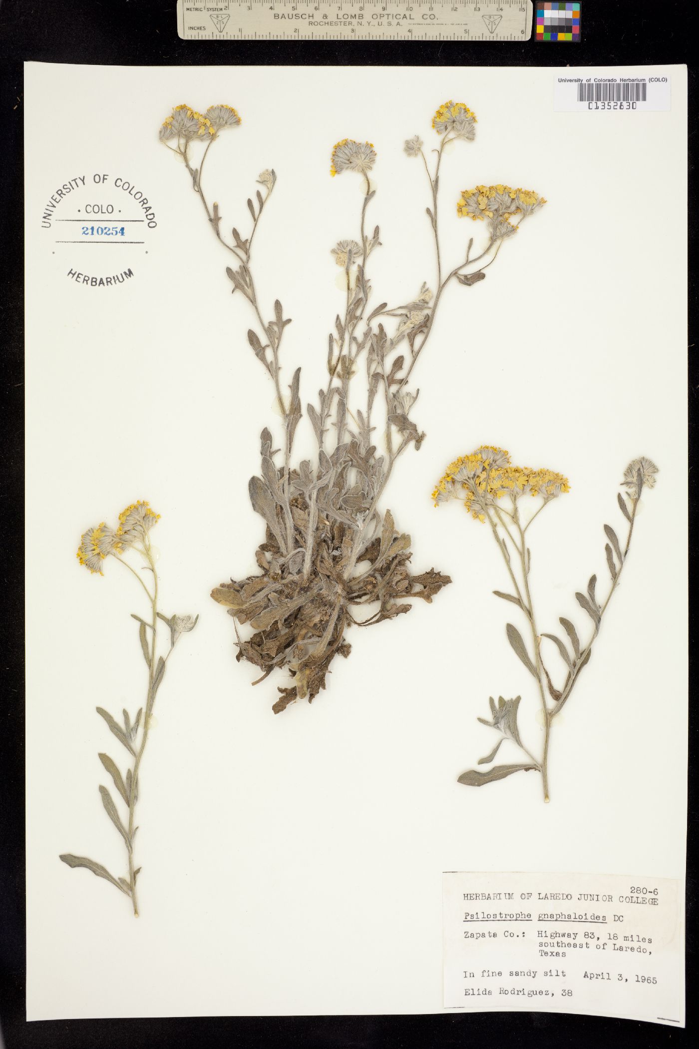 Psilostrophe gnaphalodes image