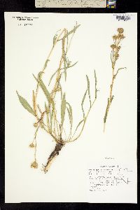 Image of Pyrrocoma racemosa