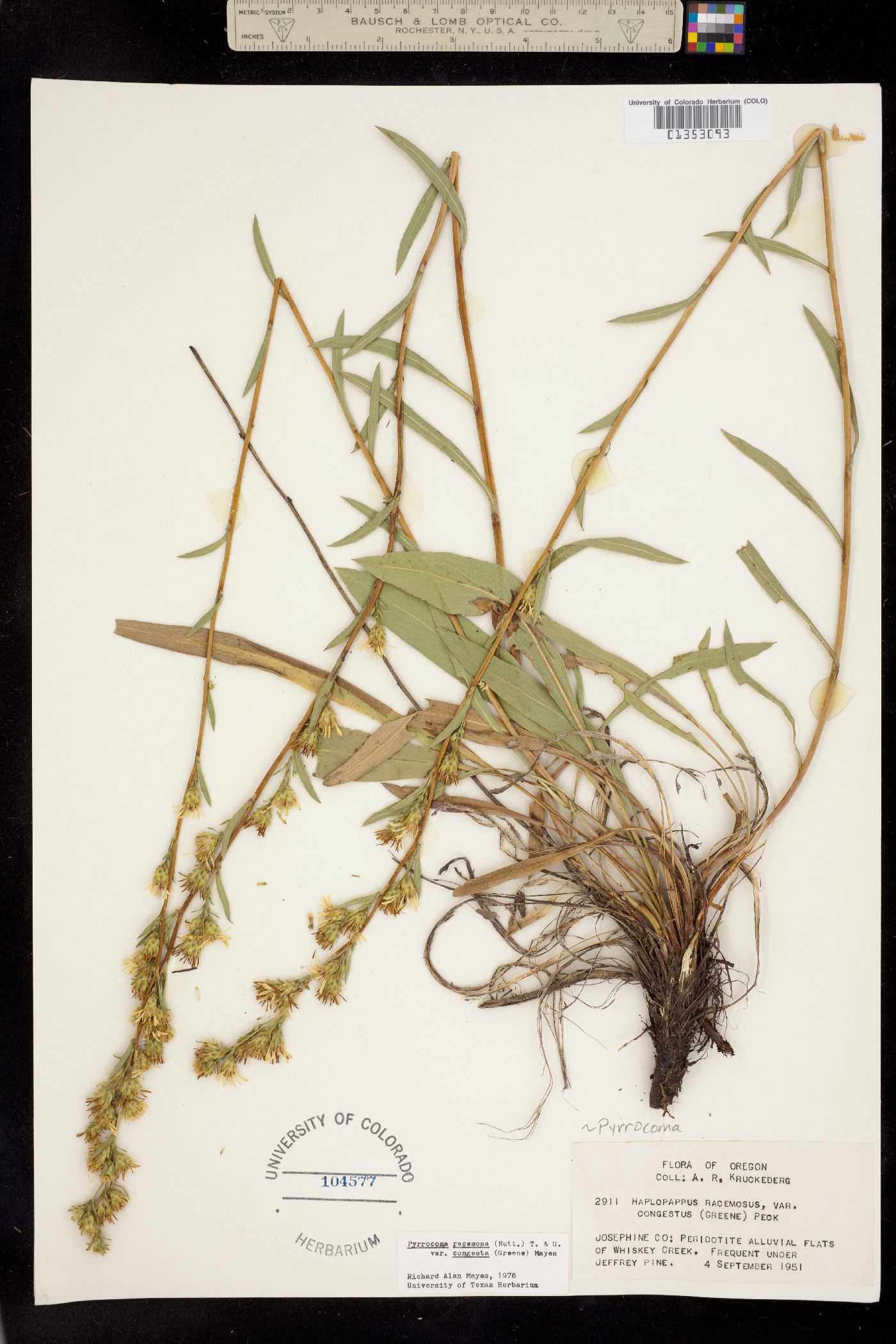 Pyrrocoma racemosa image