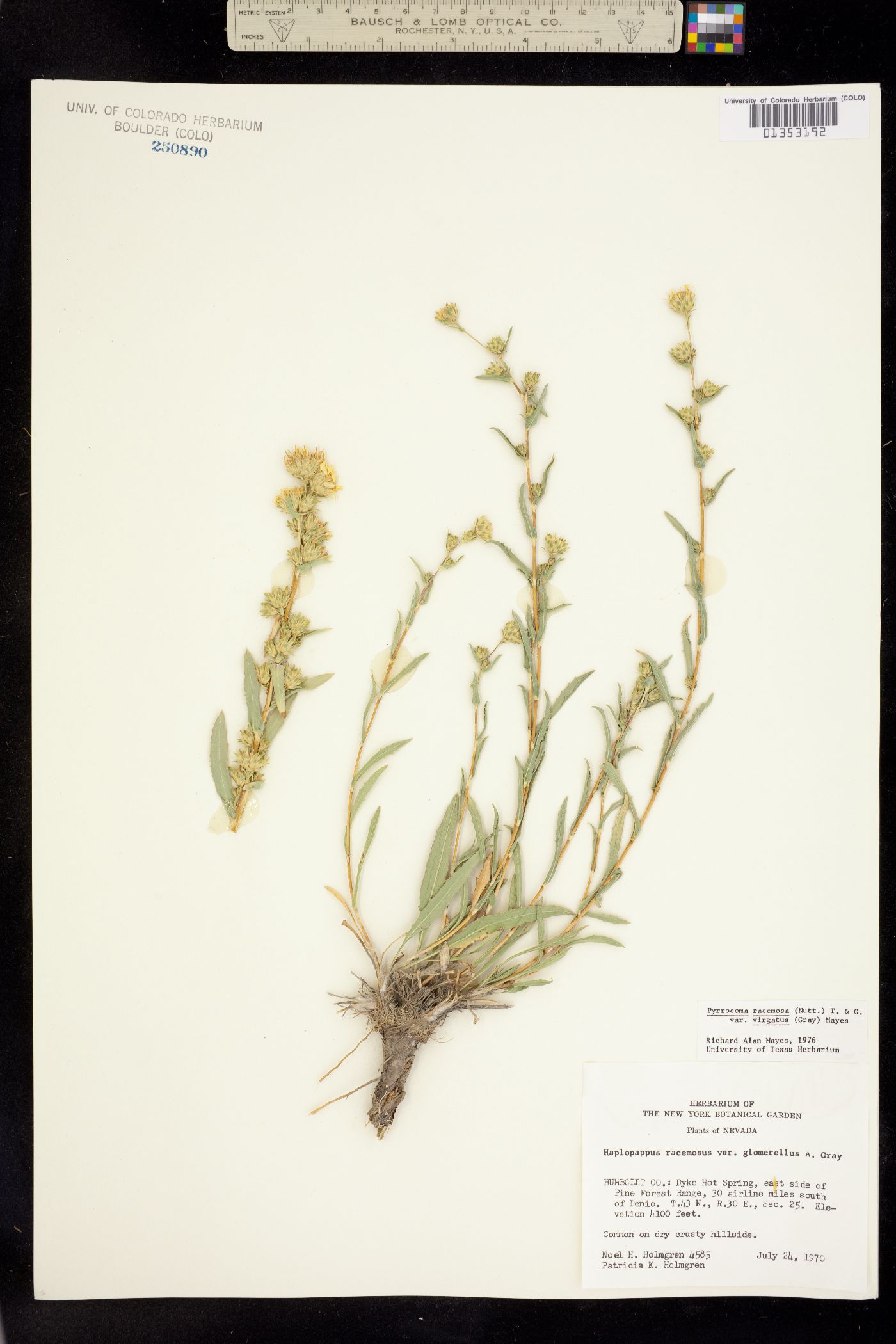 Pyrrocoma racemosa image