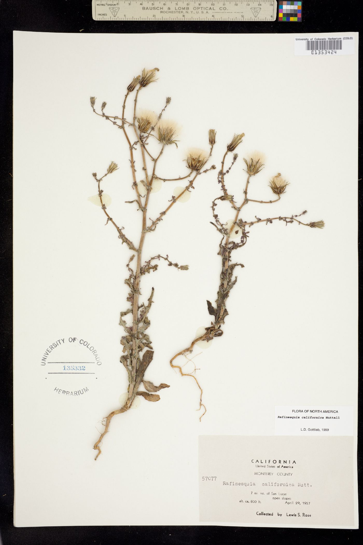 Rafinesquia californica image