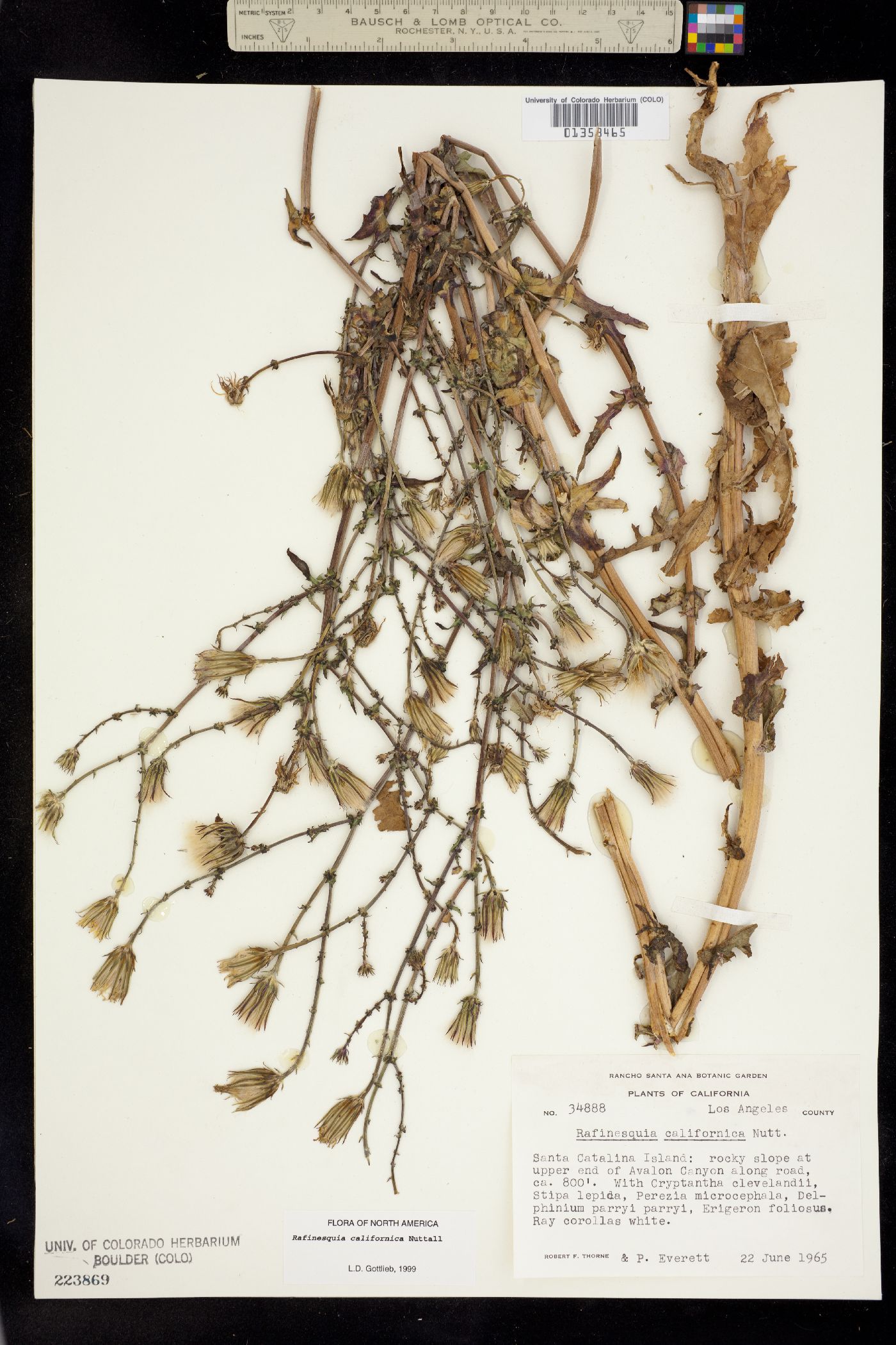 Rafinesquia californica image