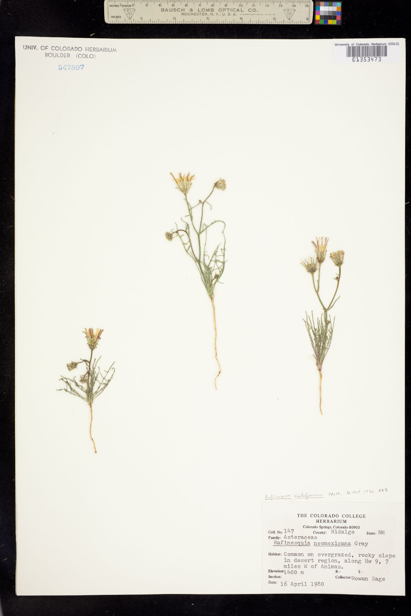 Rafinesquia californica image