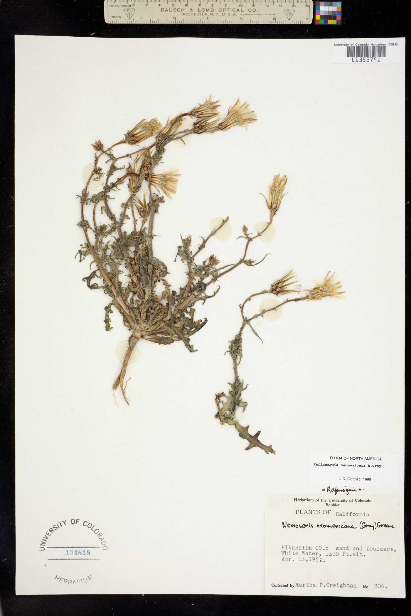 Rafinesquia neomexicana image