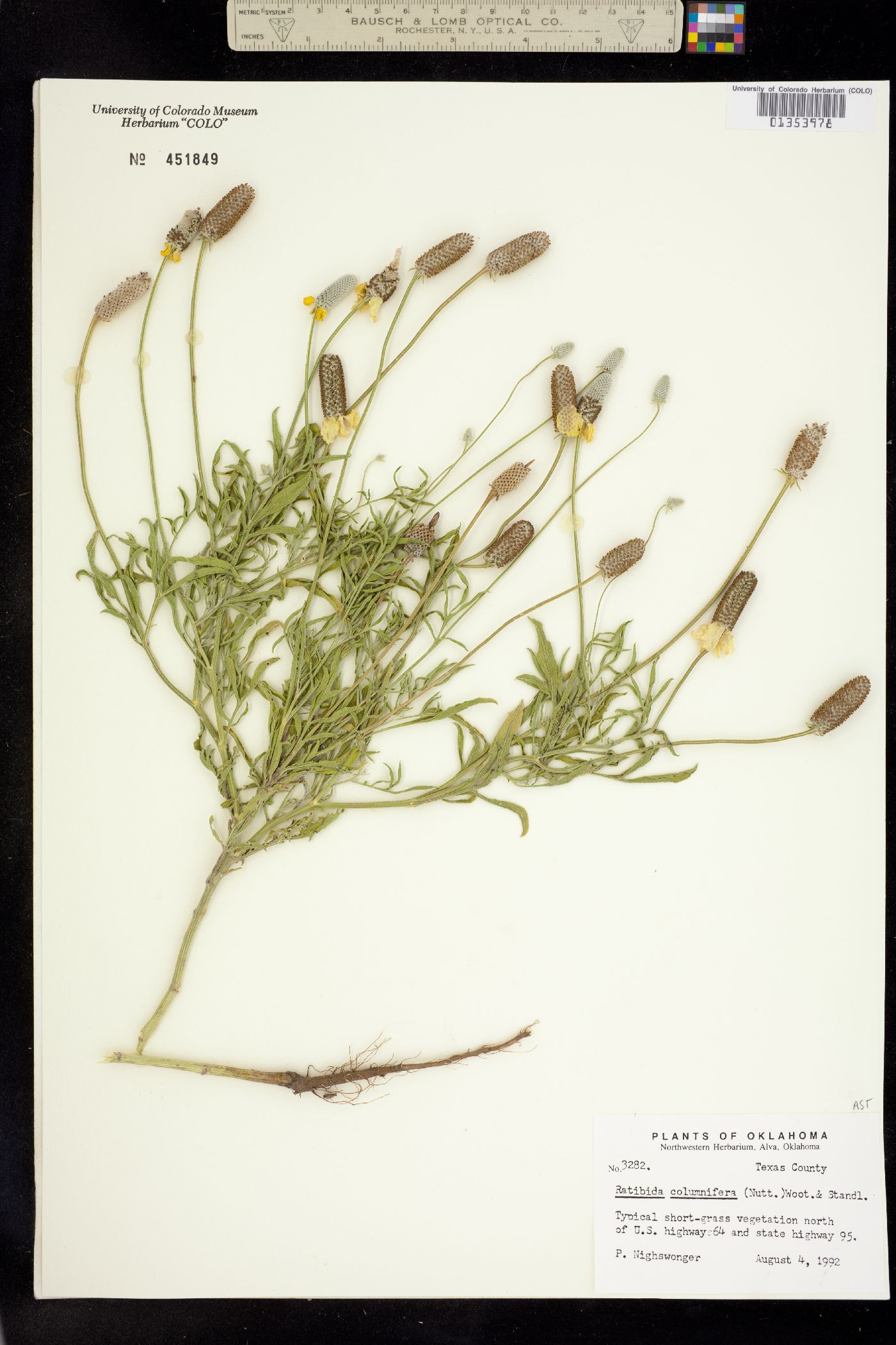 Ratibida columnifera image