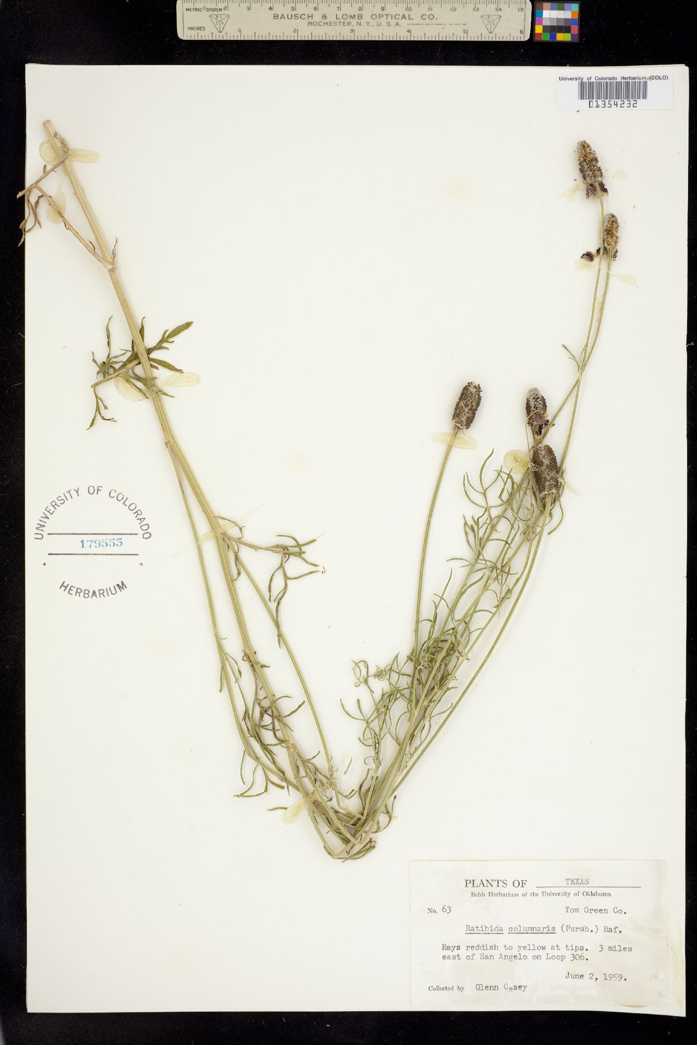 Ratibida columnifera image