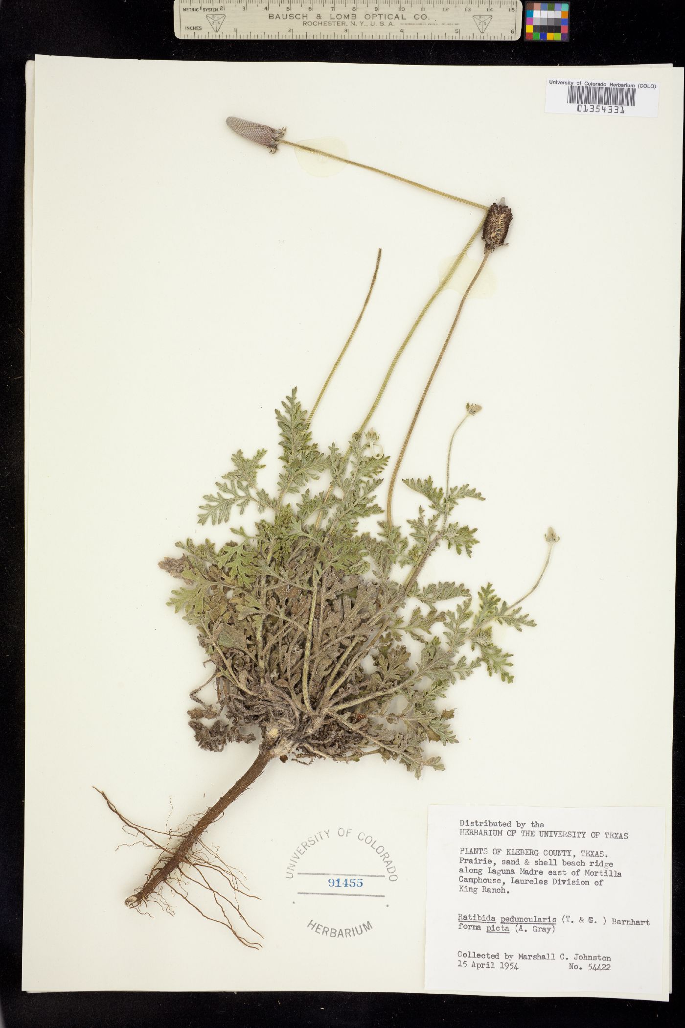 Ratibida peduncularis image
