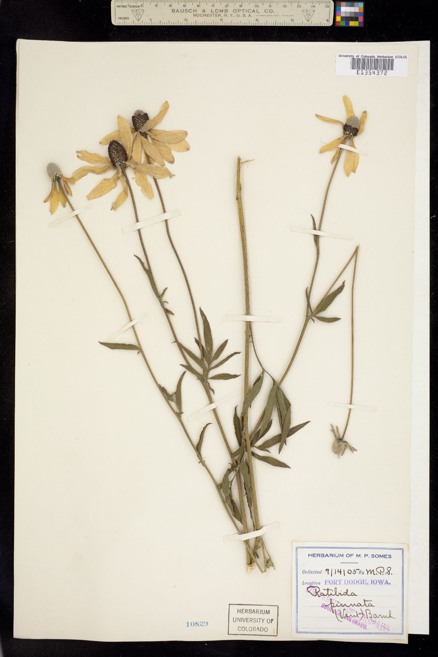 Ratibida pinnata image