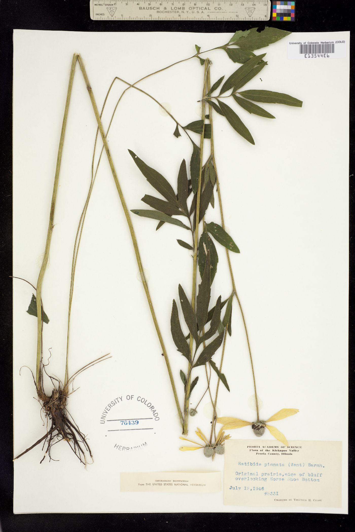 Ratibida pinnata image
