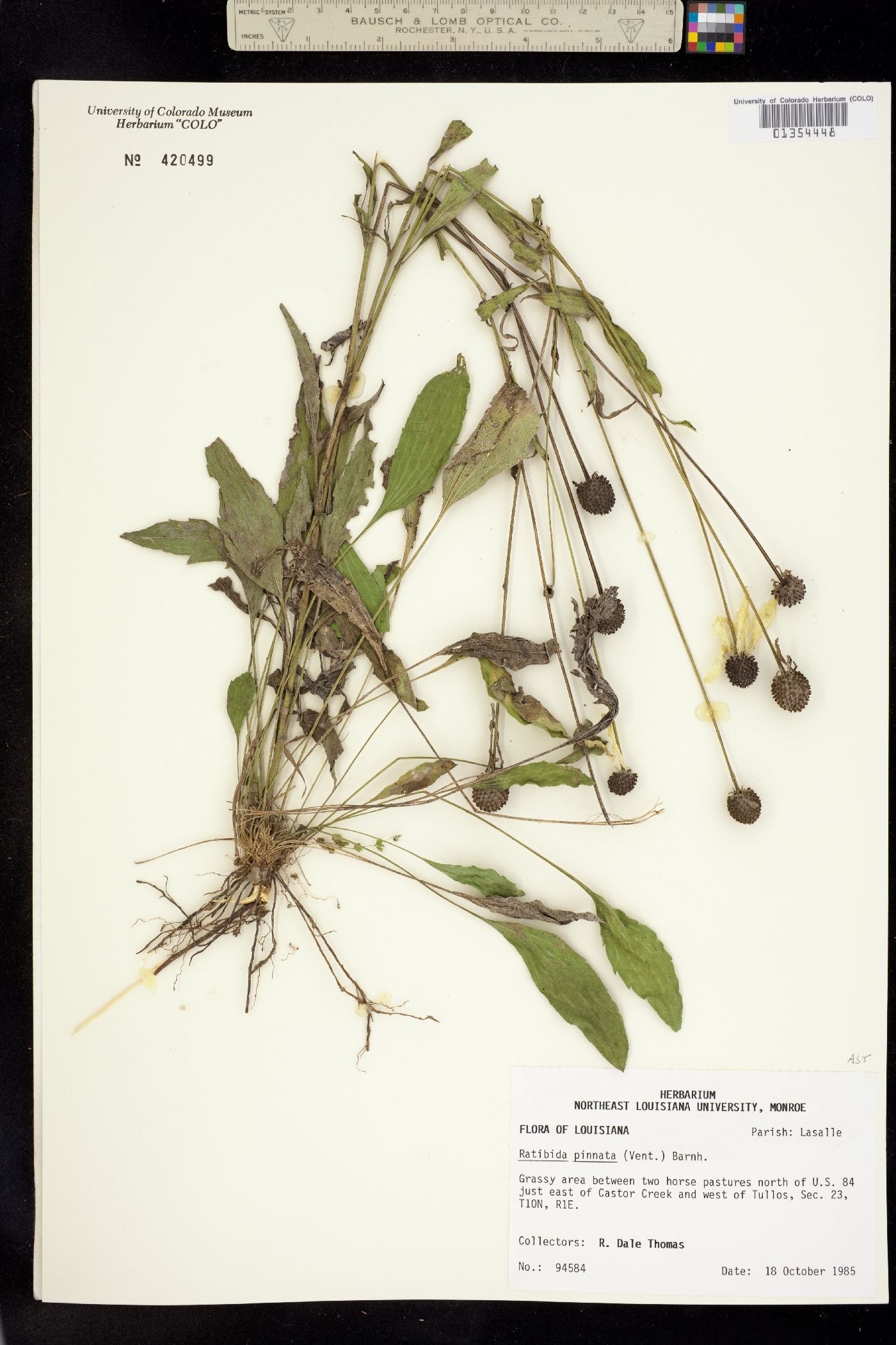 Ratibida image