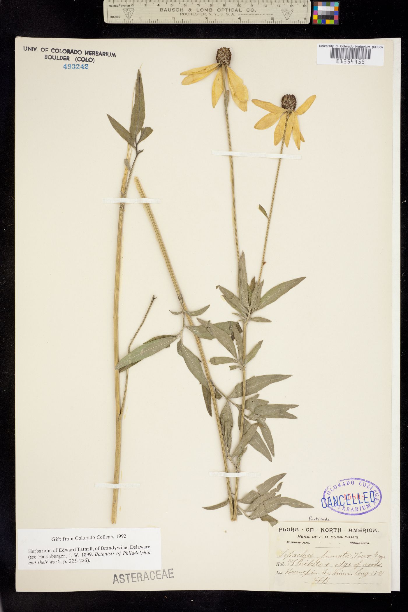 Ratibida pinnata image